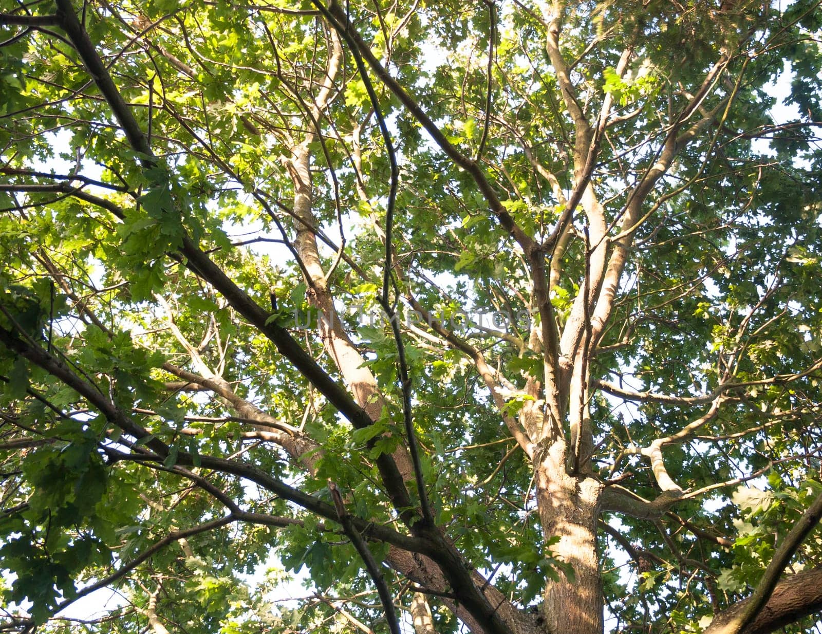 glowing white light sun set on tree detail trunk bark and leaves  UK