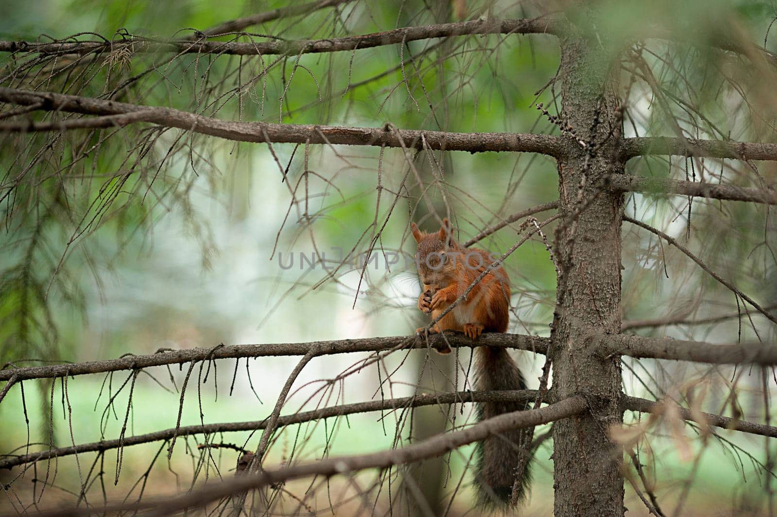 Squirrel red fur funny pets autumn forest on background wild nature animal thematic Sciurus vulgaris, rodent