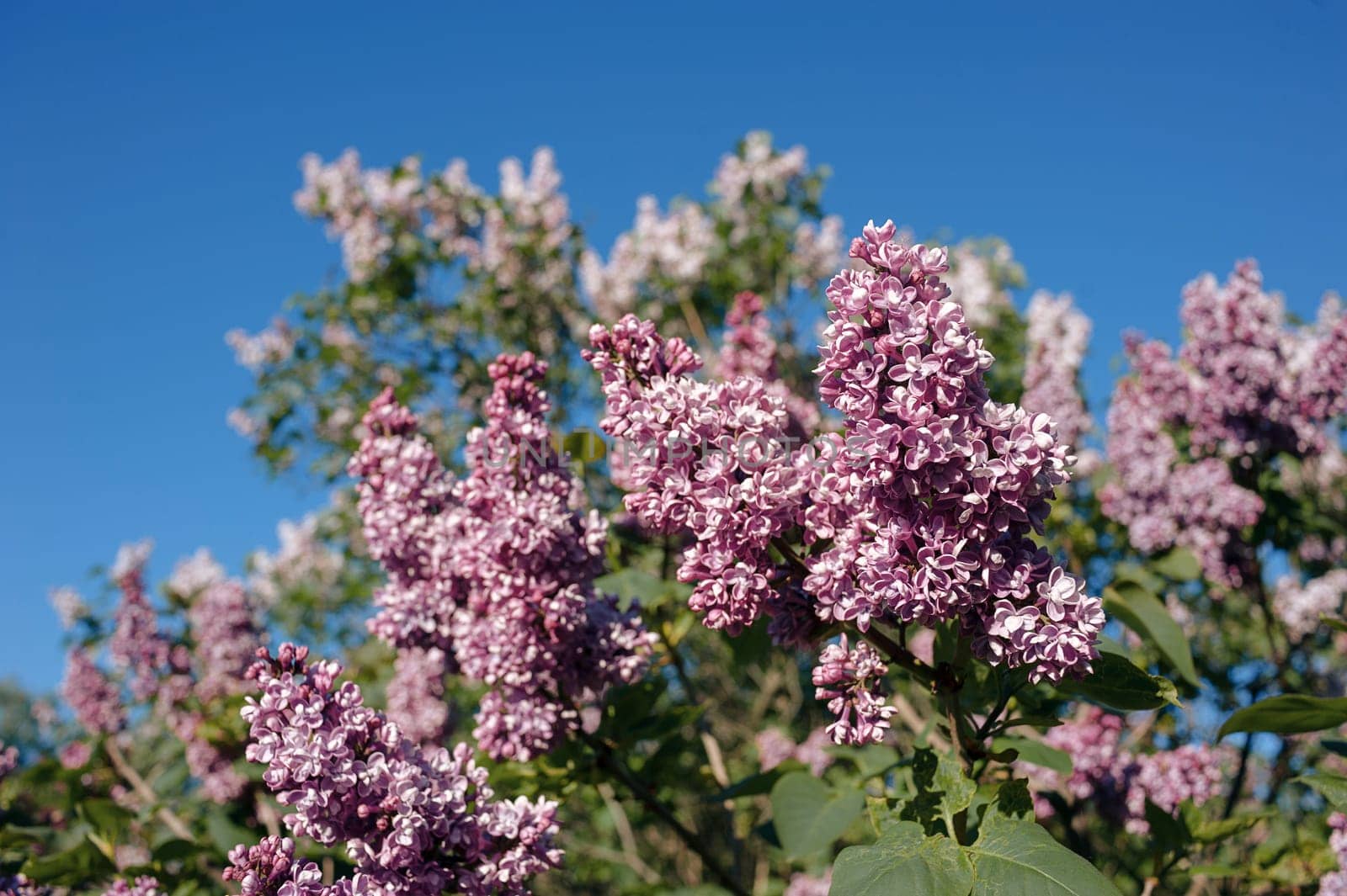 lilac flowers with green leaves in sunny spring day.