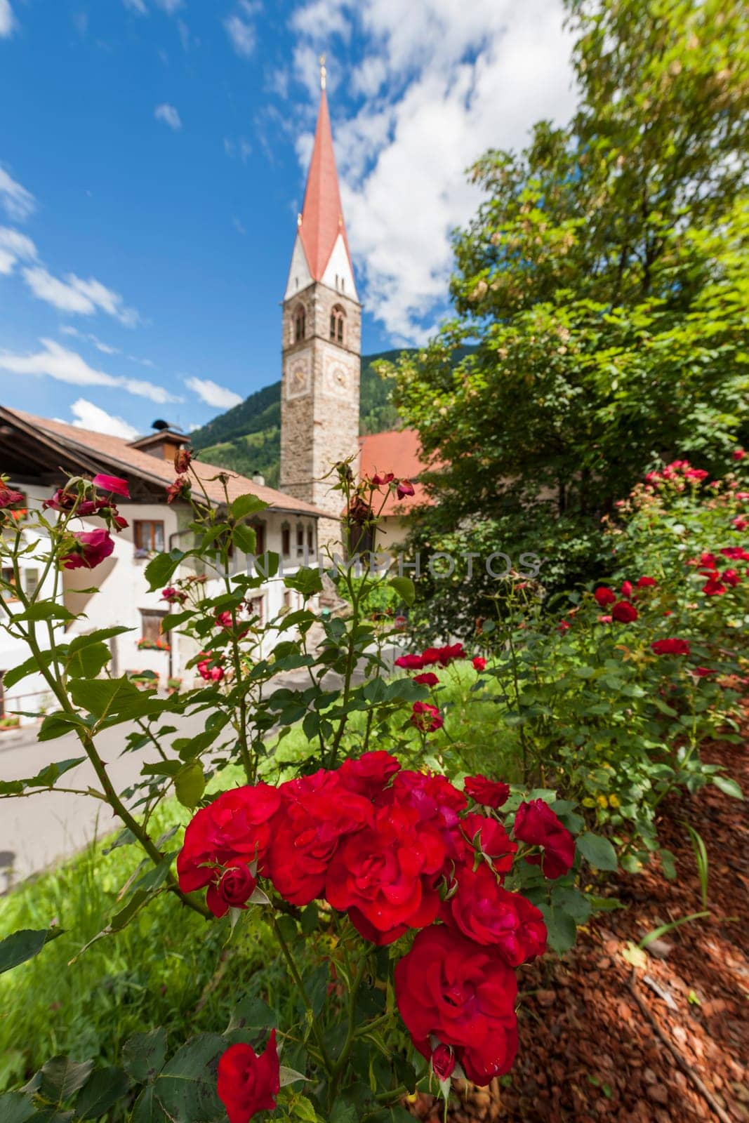 View of the blurred parish church in St. Pankraz in the Ultental / South Tyrol in the summer of 2017 with sharply depicted rose bush in the foreground.