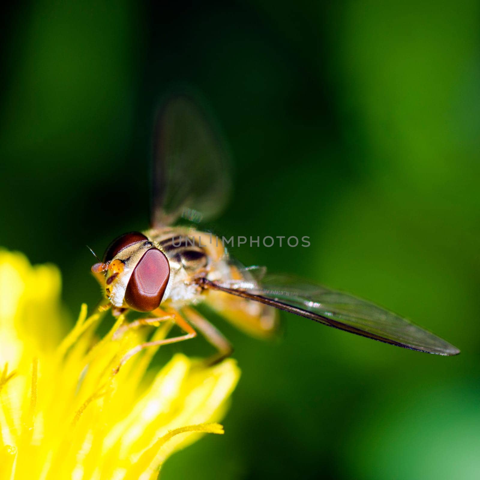 Macro photo about an insect on dandelion.