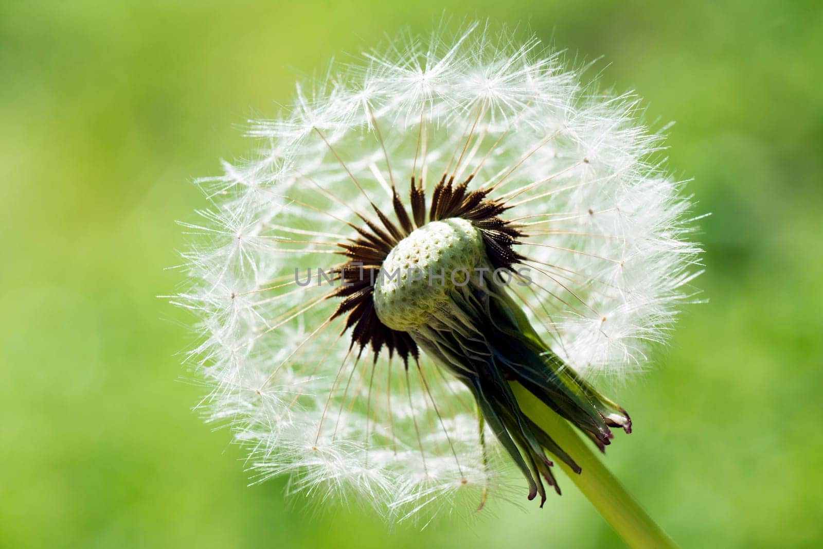 Macro photo about a dandelion on green background.