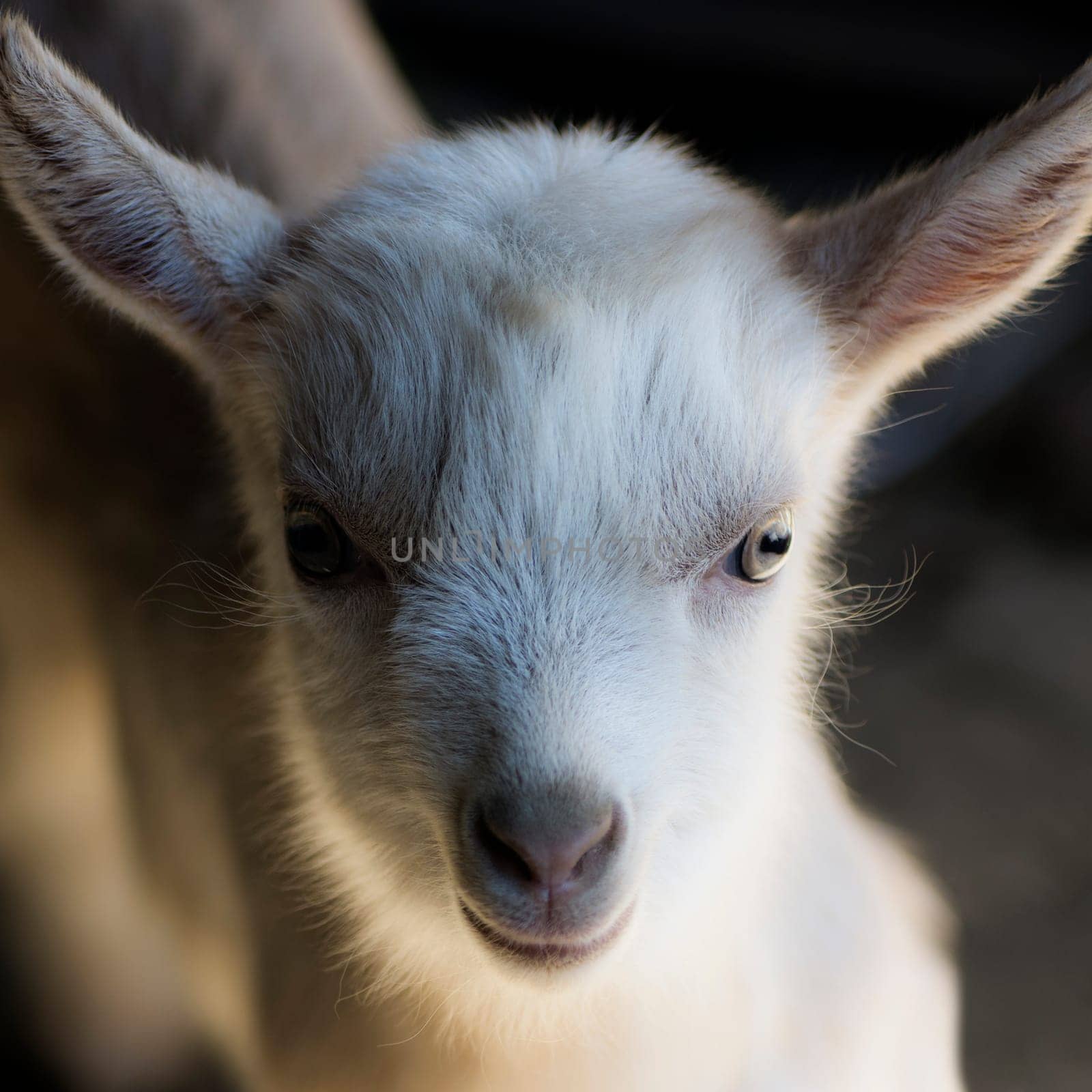 Portrait about a young white goat on dark background.