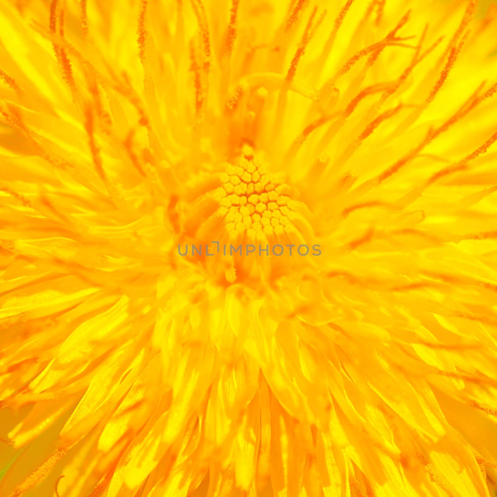 Macro photo about a middle of dandelion.