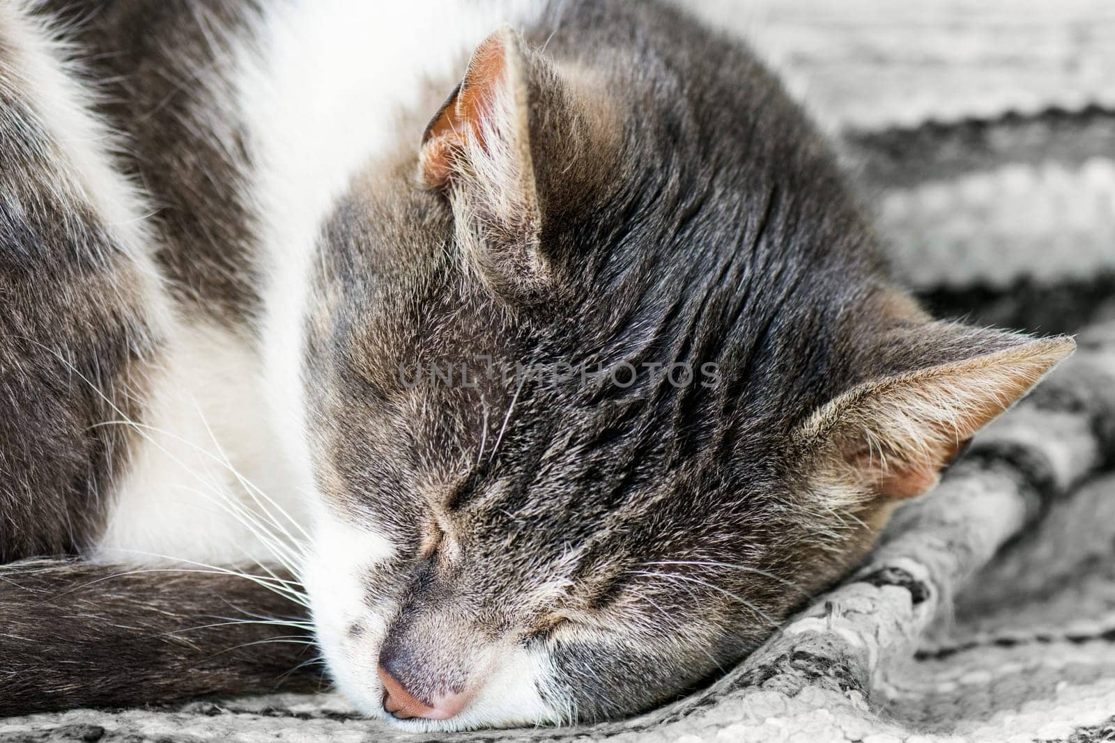 The tabby cat is sleeping on gray fabric.