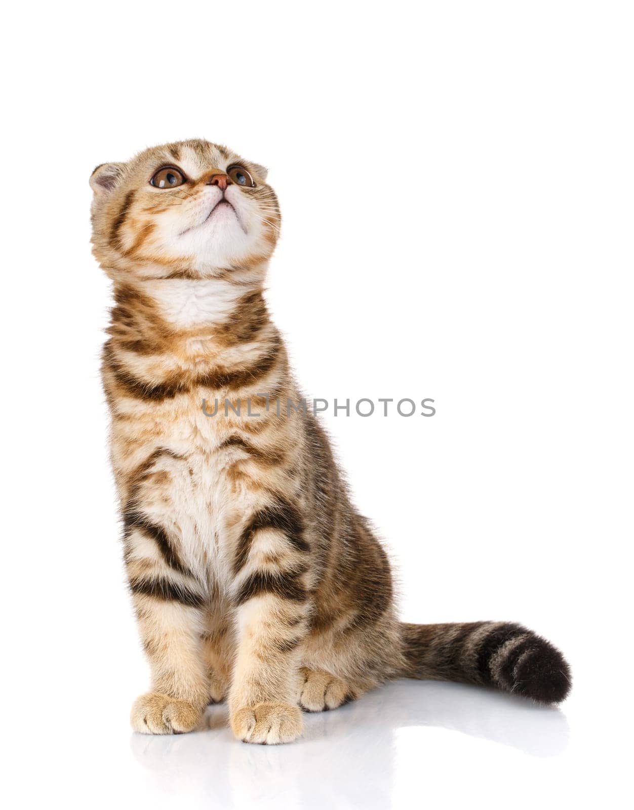 pets, domestic and animals concept - cat on white