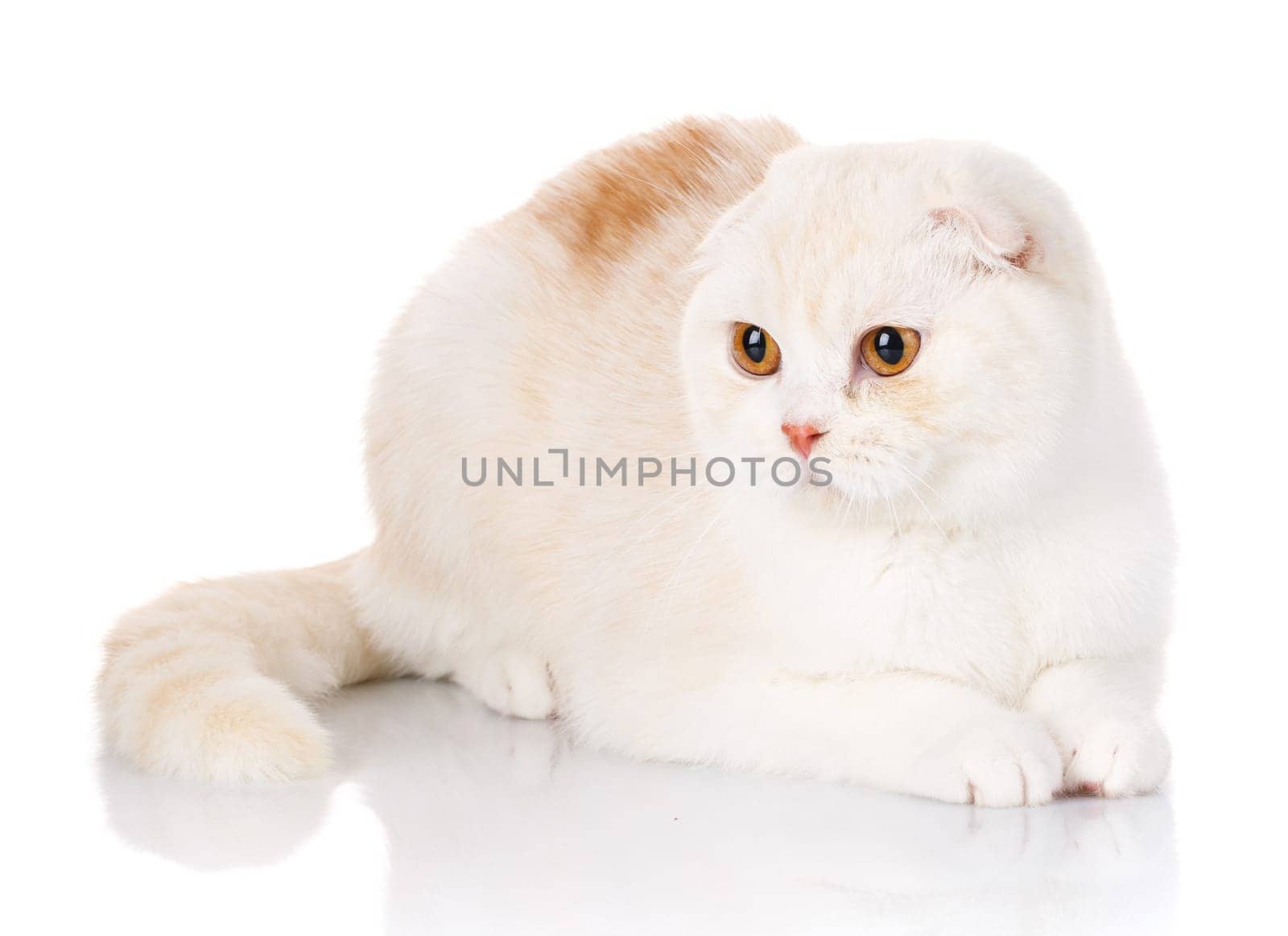 pets, domestic and animals concept - cat on white
