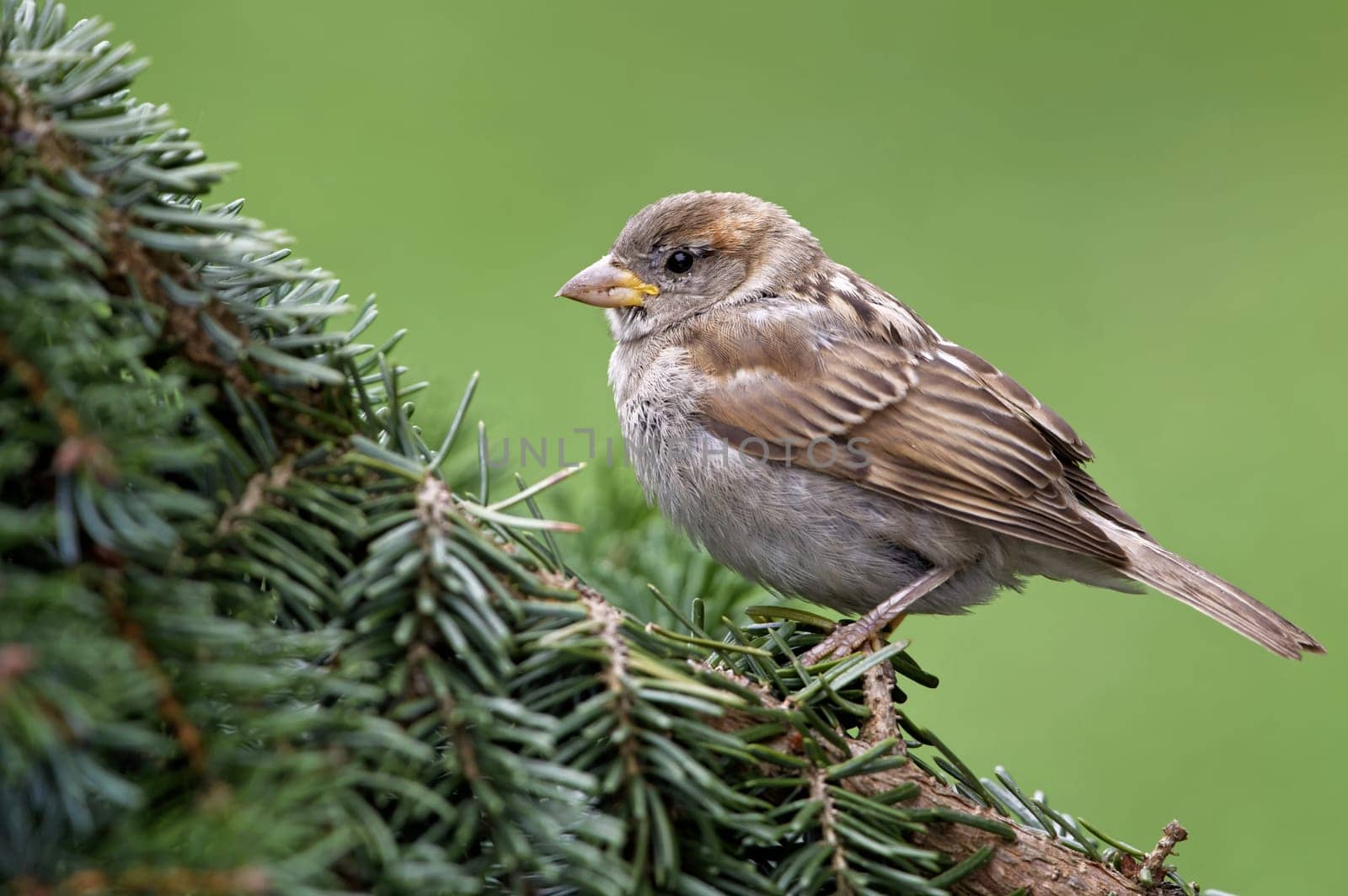 Young house sparrow