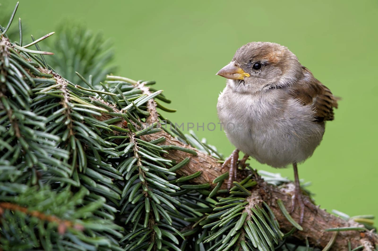 Young house sparrow