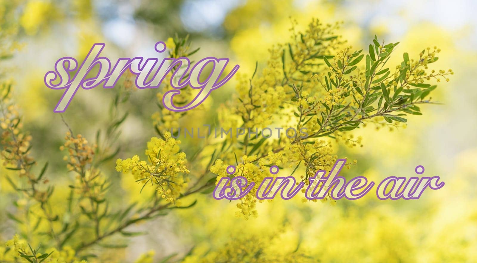 Spring time in Australia with yellow wattle flowers blossoming and bokeh background and text ‘spring is in the air’