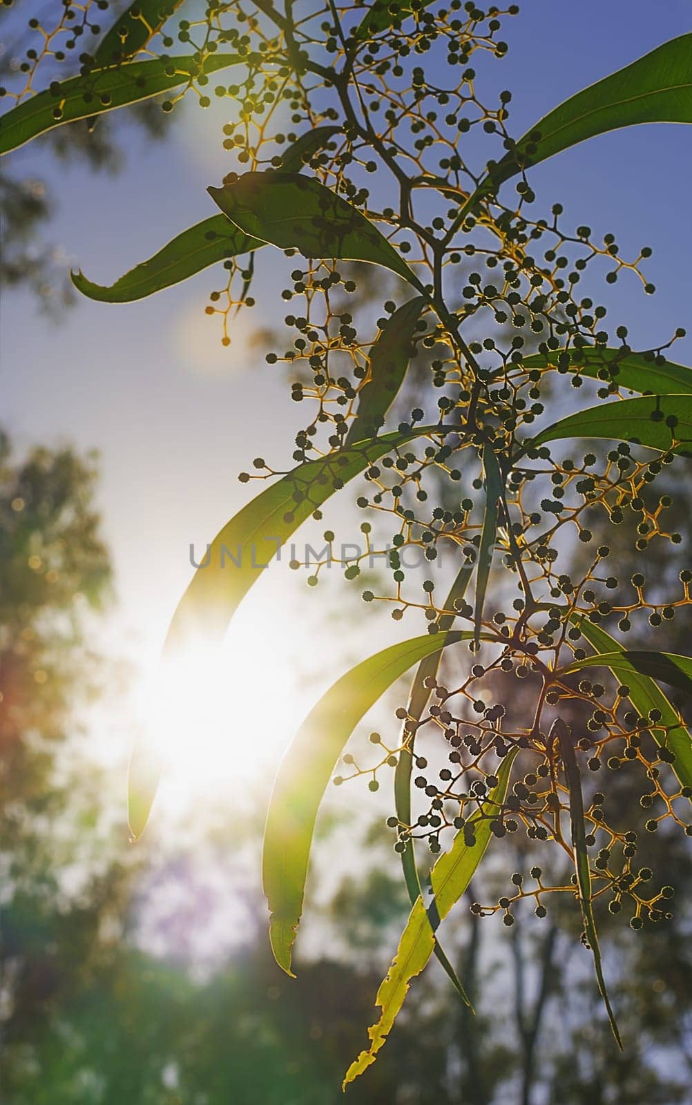 Bright sun rays shining through Australian zigzag wattle branches of  Acacia macradenia in a silhouette bush scene during early morning in winter