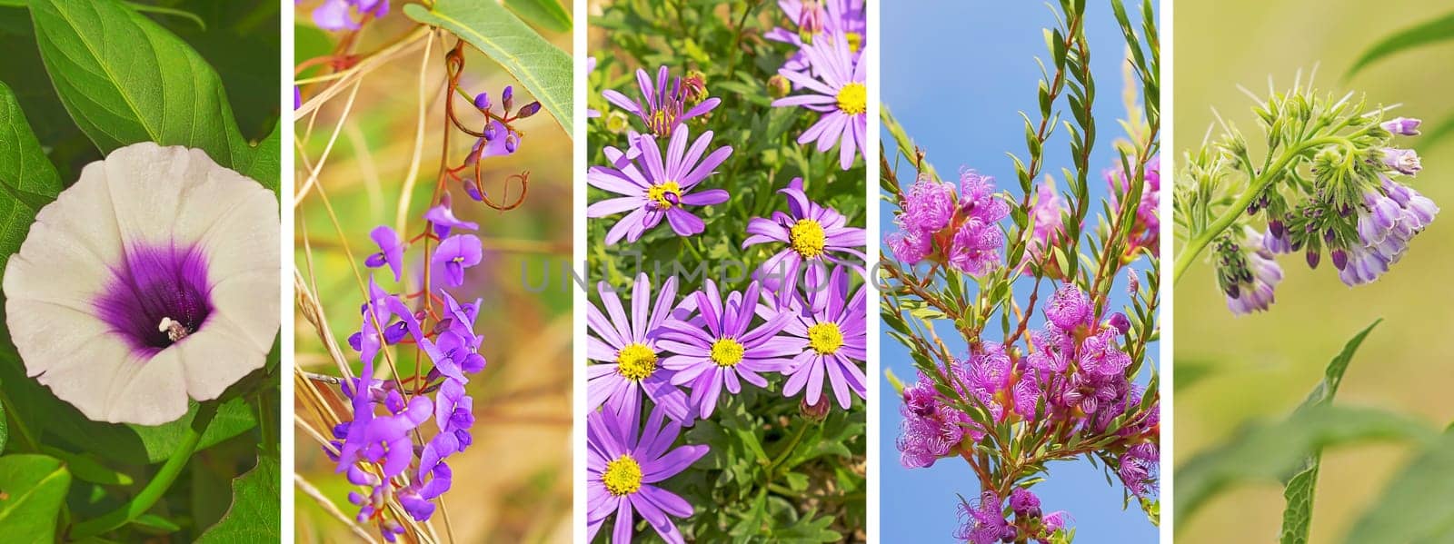 Floral panoramic banner with lilac purple flowers