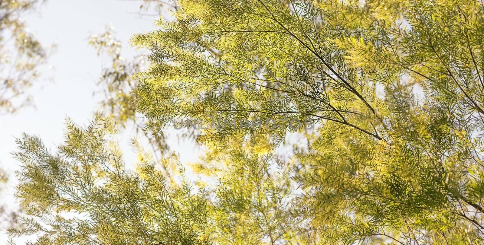 Panorama of Good morning in Australia with yellow flowering Australian wattle background