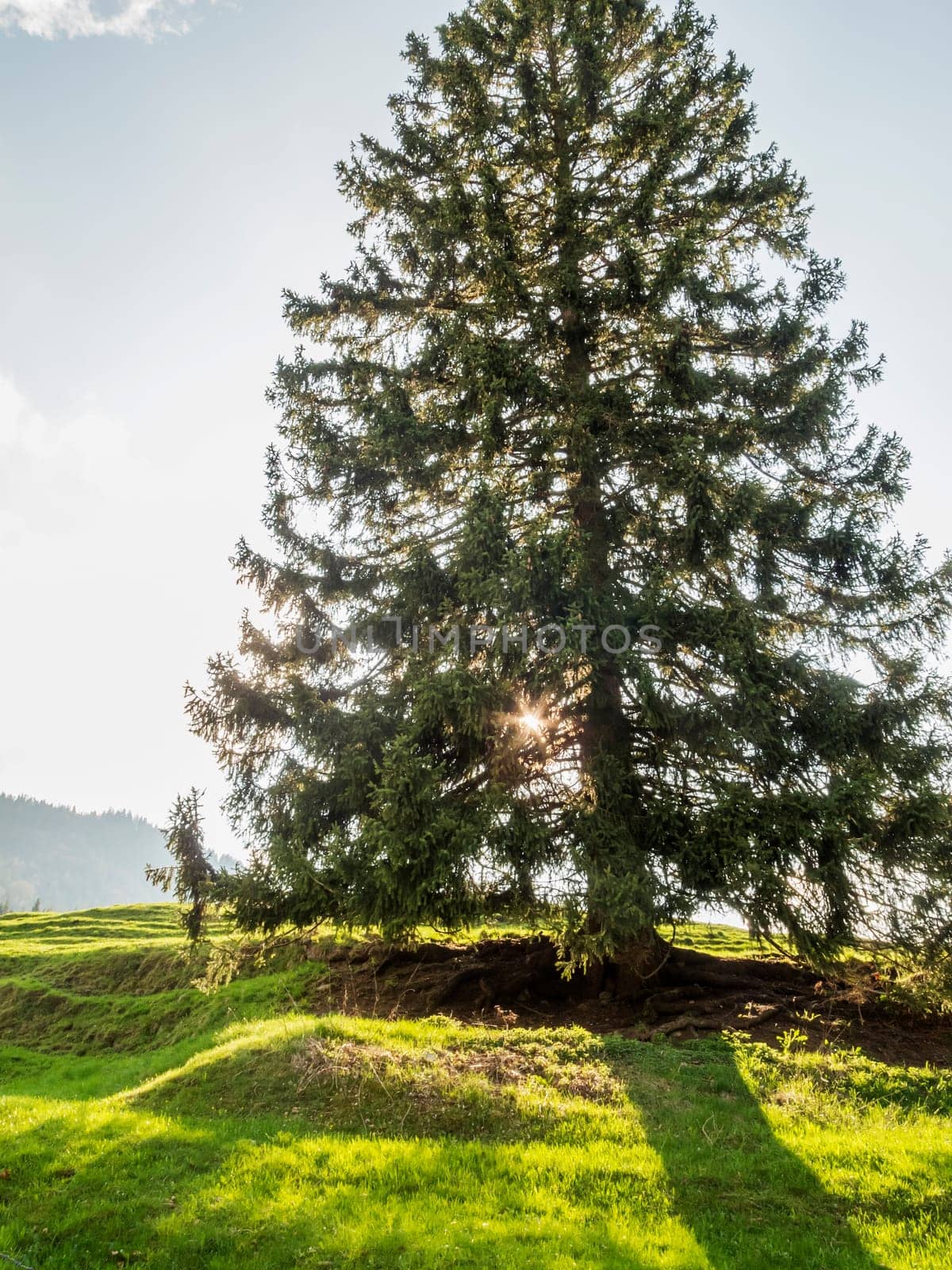 Landscape view with individually standing fir in the backlight in the Bavarian Allgäu.