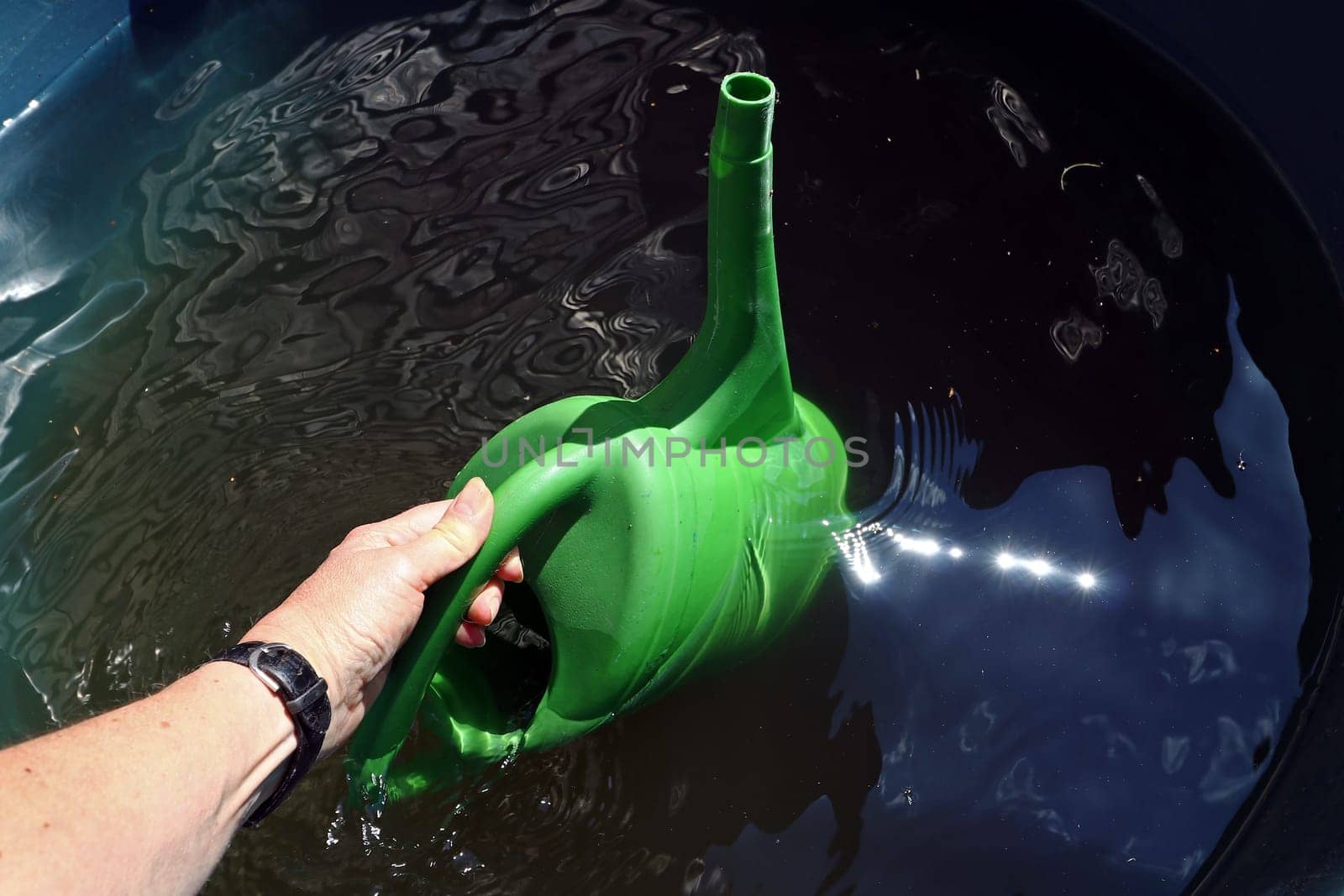 Rainwater from the rain barrel. A woman fetches rainwater from the rain barrel with a watering can