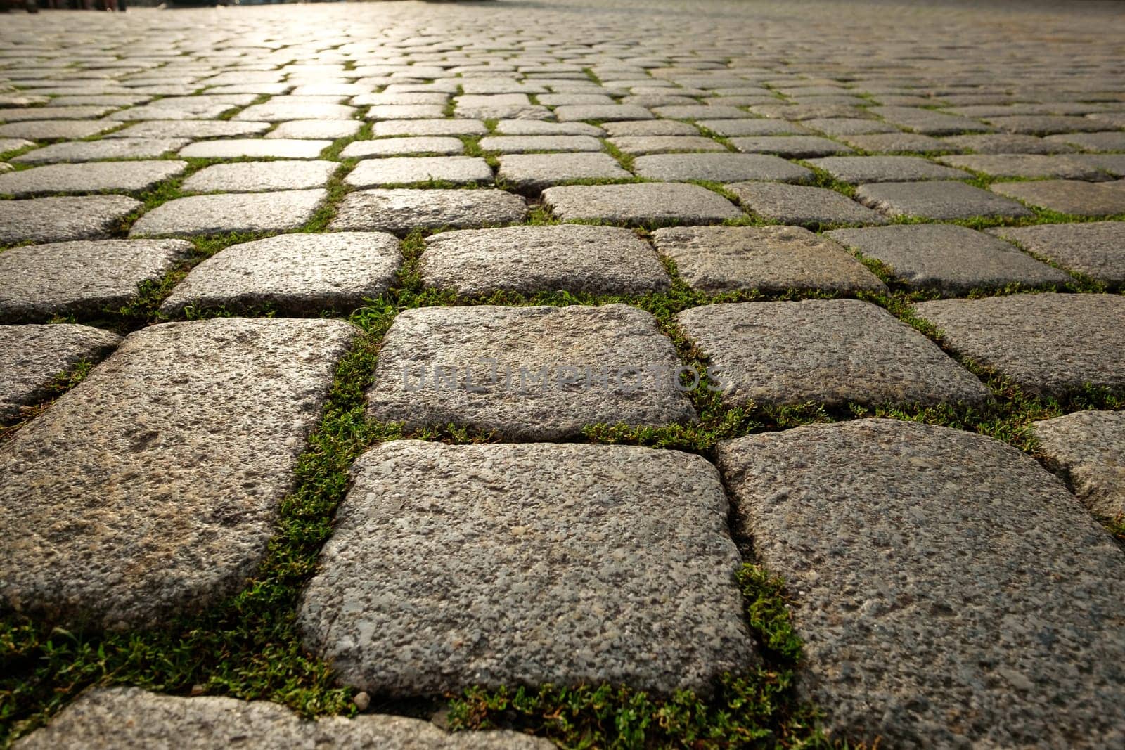 Cobblestones with cobblestones and moss on the Neumarkt in Dresden