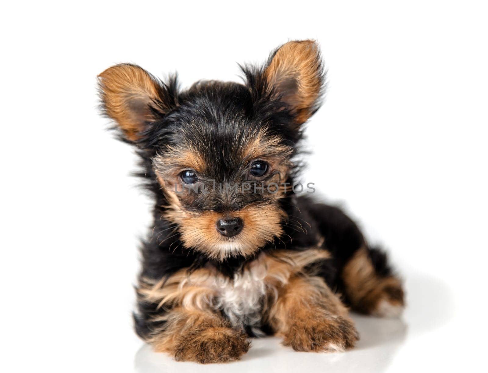 Puppy Yorkshire Terrier on a light background