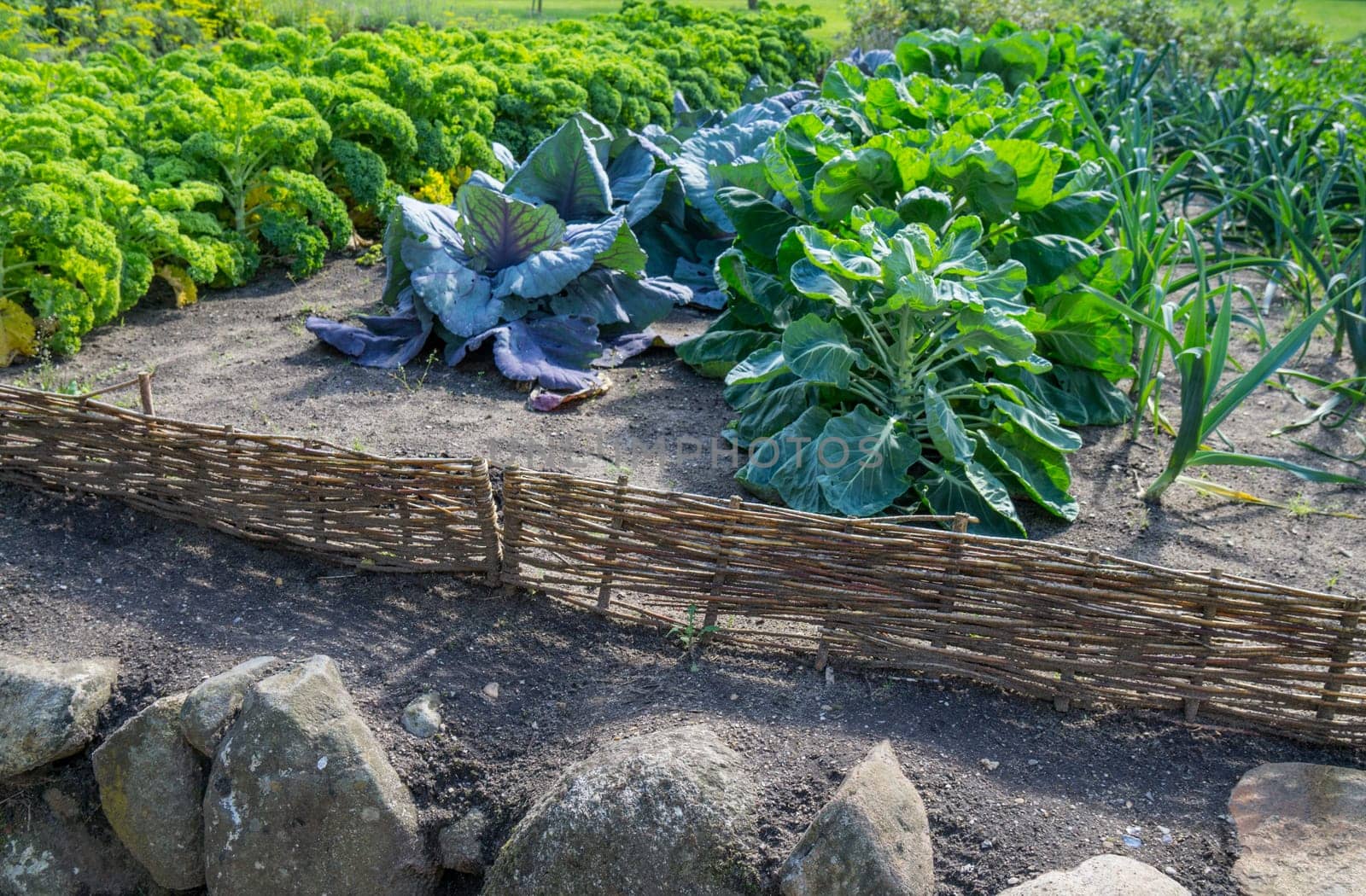 Vegetable garden with homemade vegetables and surrounded by a small veiled fence