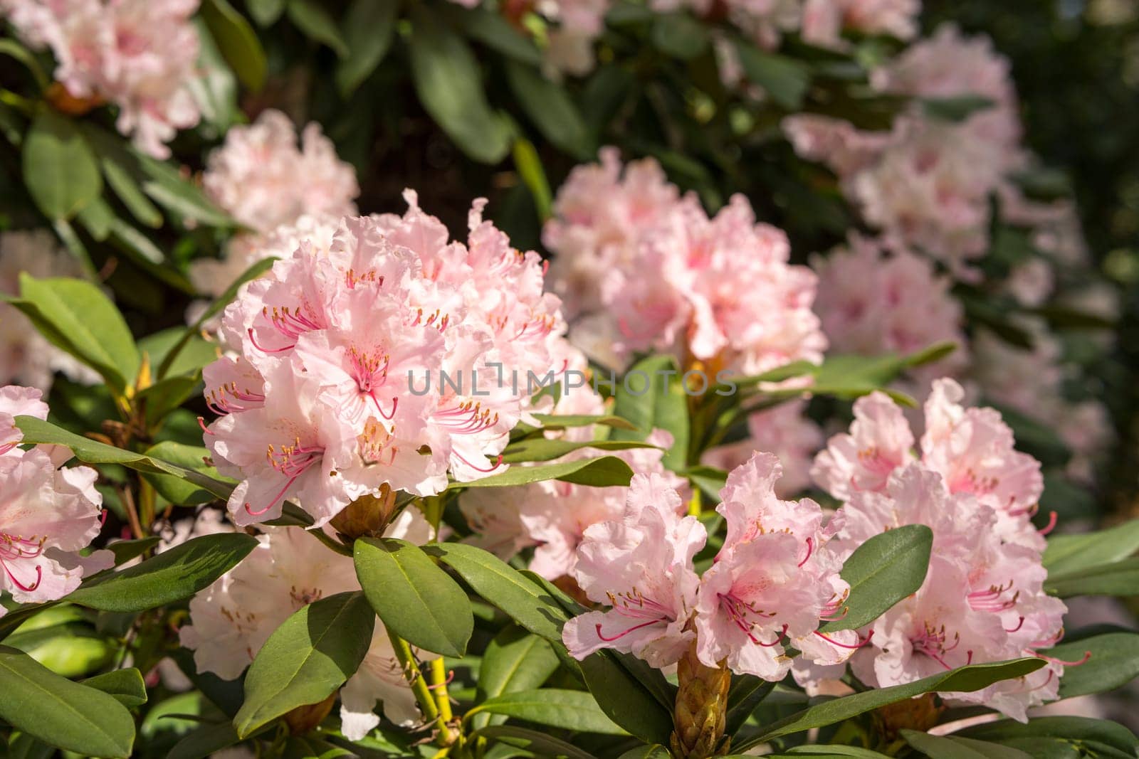Rhododendron aganniphum flowers in full bloom in spring with beautiful decorative bright pink flowers