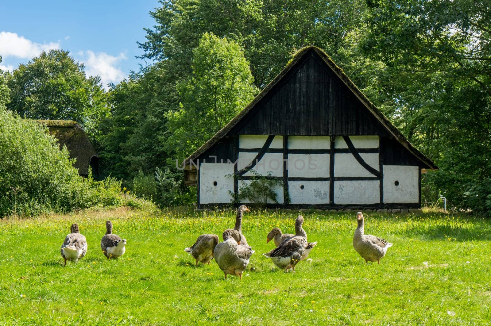 flock of geese eating grass in front of the gable of farmhouse