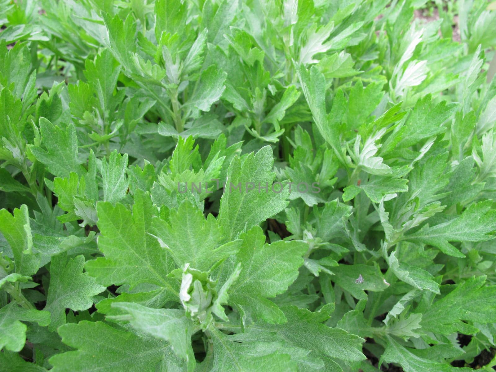American moxa herb,Artemisia douglasiana