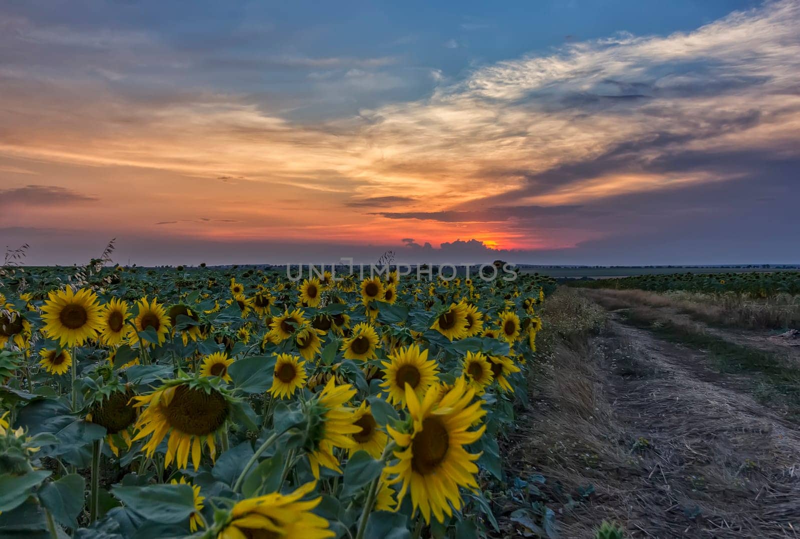 Summer landscape with field of sunflowers and dirt road. Rural landscape of empty road near sunflower field at sunset