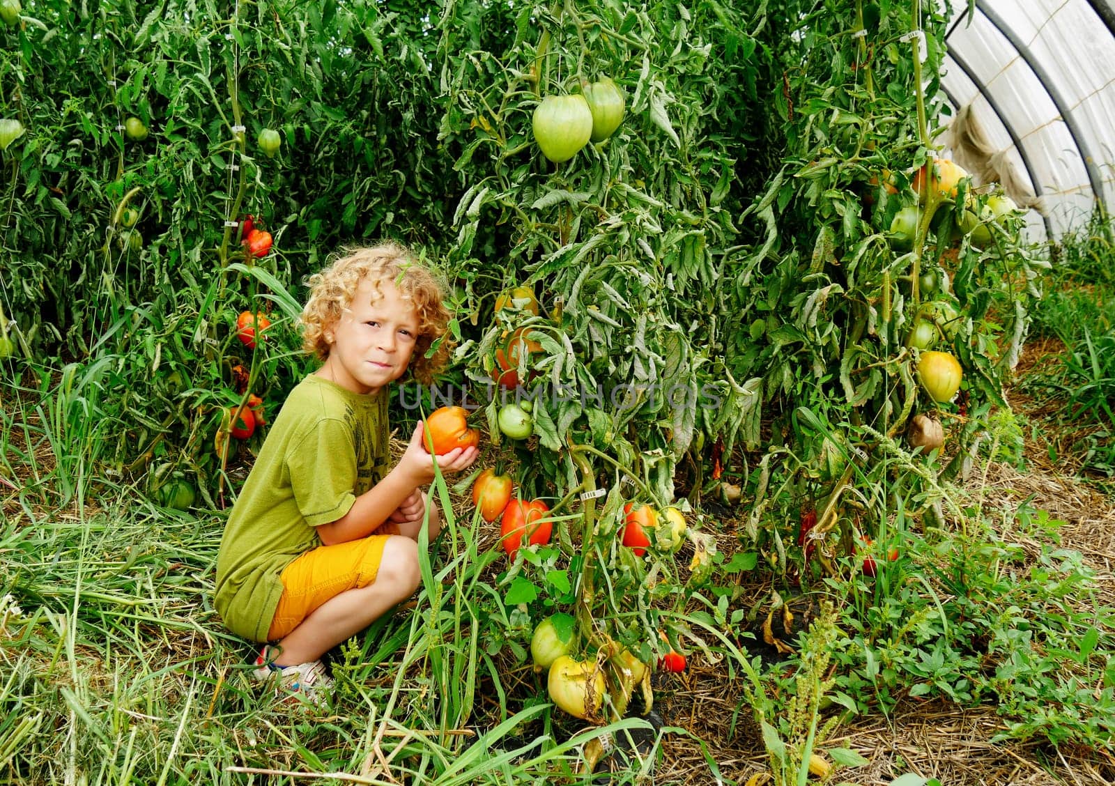 a little blond boy picking tomatoes in the garden