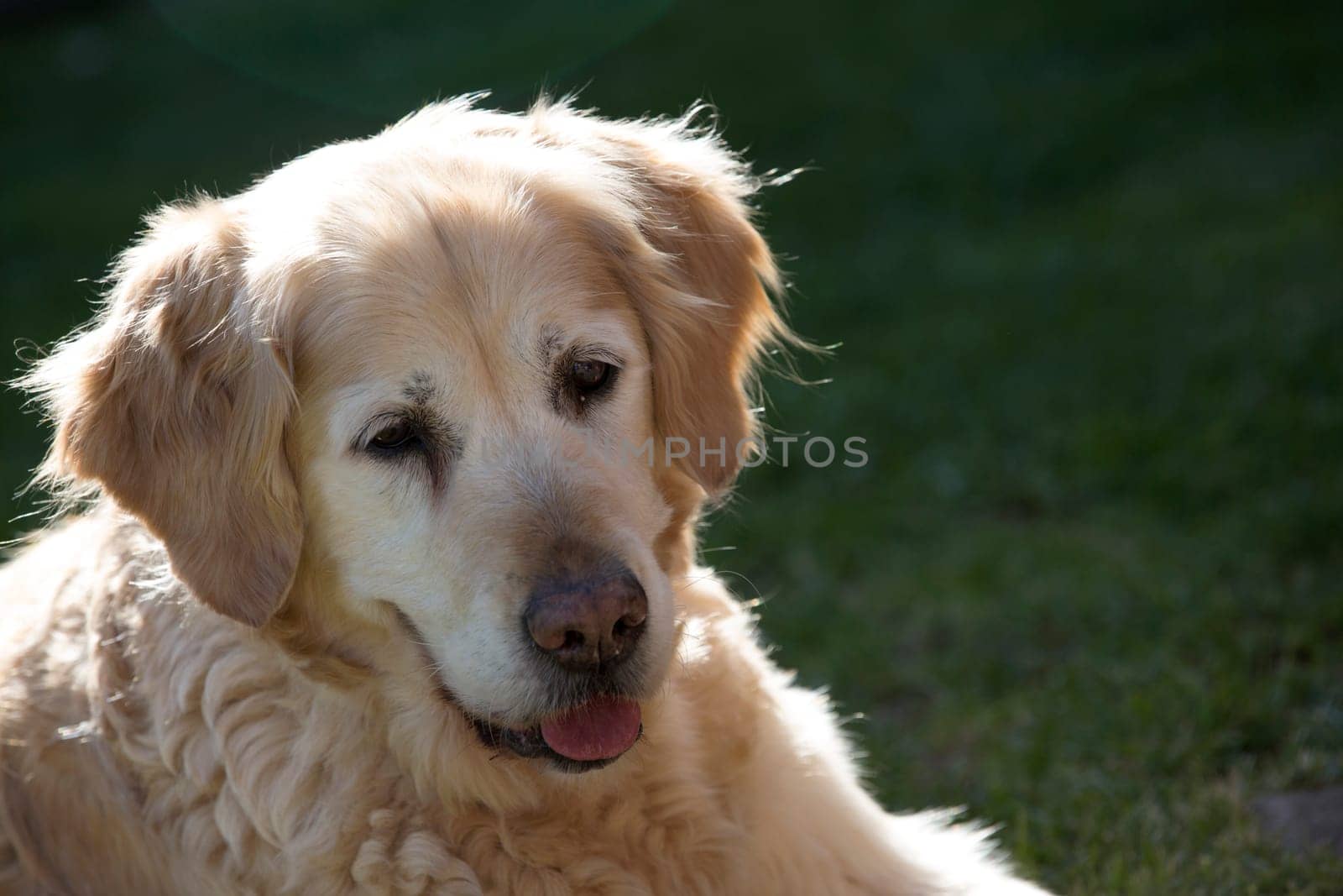 Portrait of a Senior Golden Retriever - Exterior View