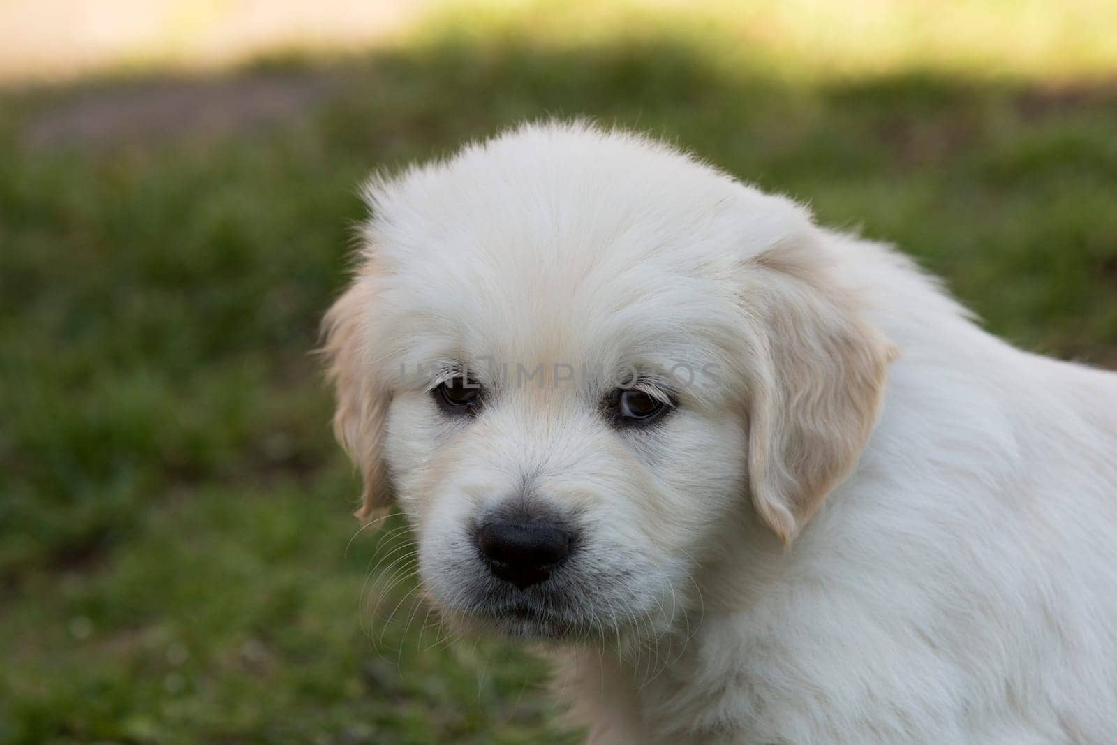 Golden Retriever puppies 6 weeks old