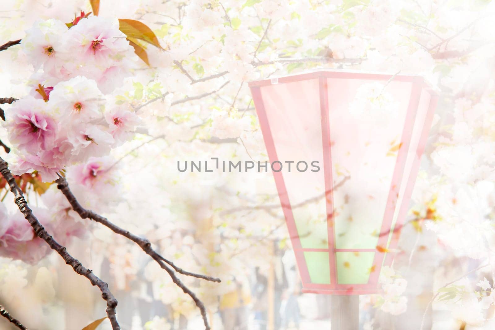The beautiful pink cherry blossom (sakura) flower and with vintage japan style background