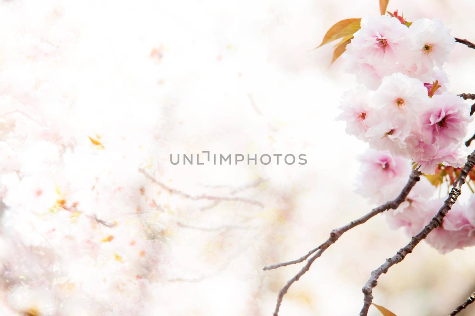 The beautiful pink cherry blossom (sakura) flower and with vintage japan style background