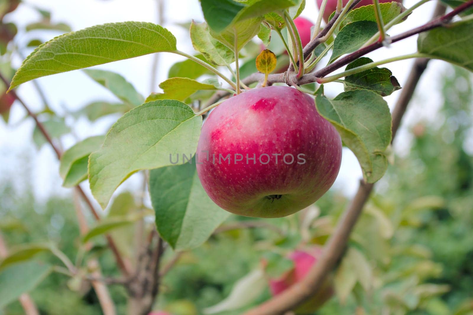 organic apple picking in tree paulared healthy organic fruit