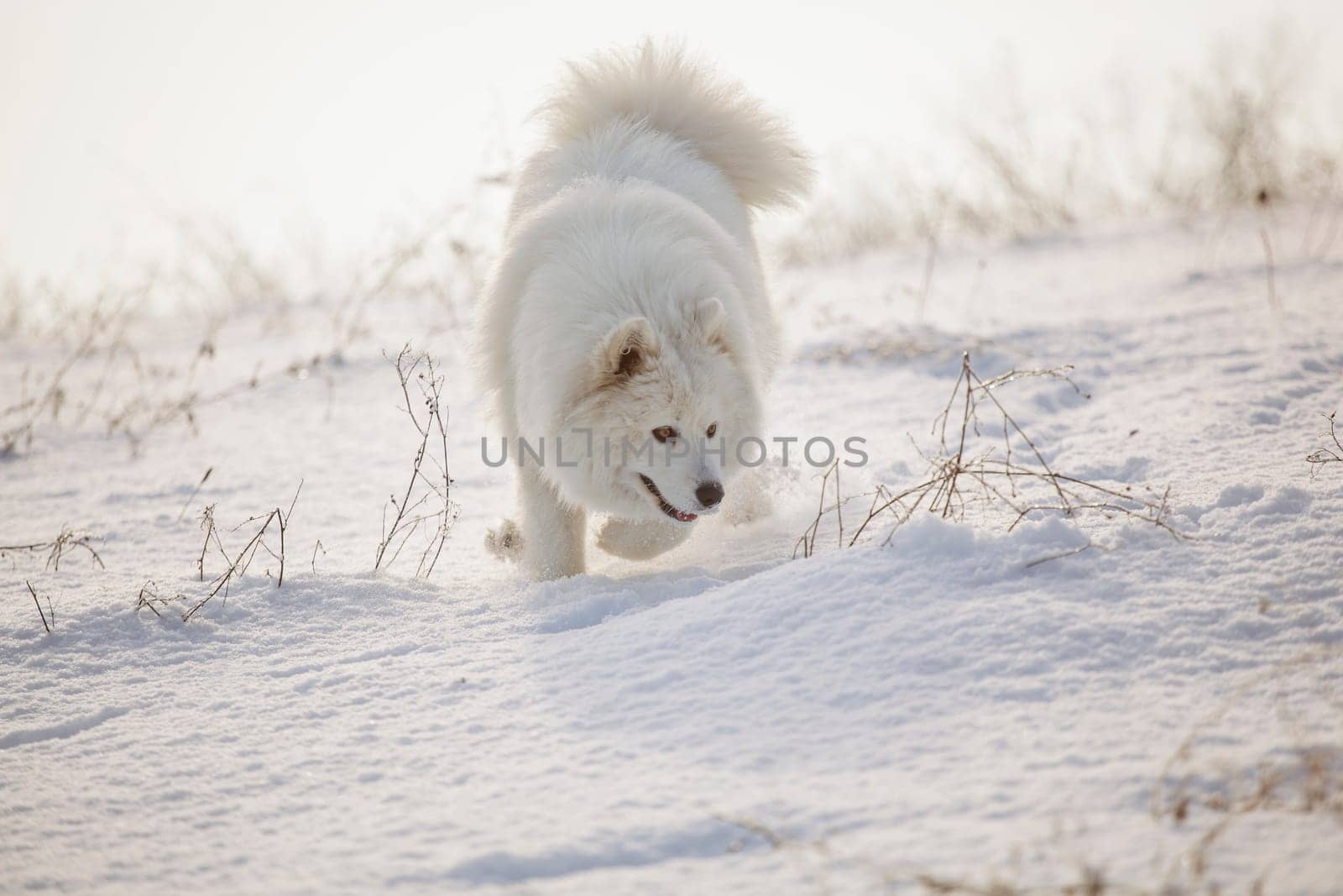 Samoyed white fur dog pet play on snow, winter outdoor