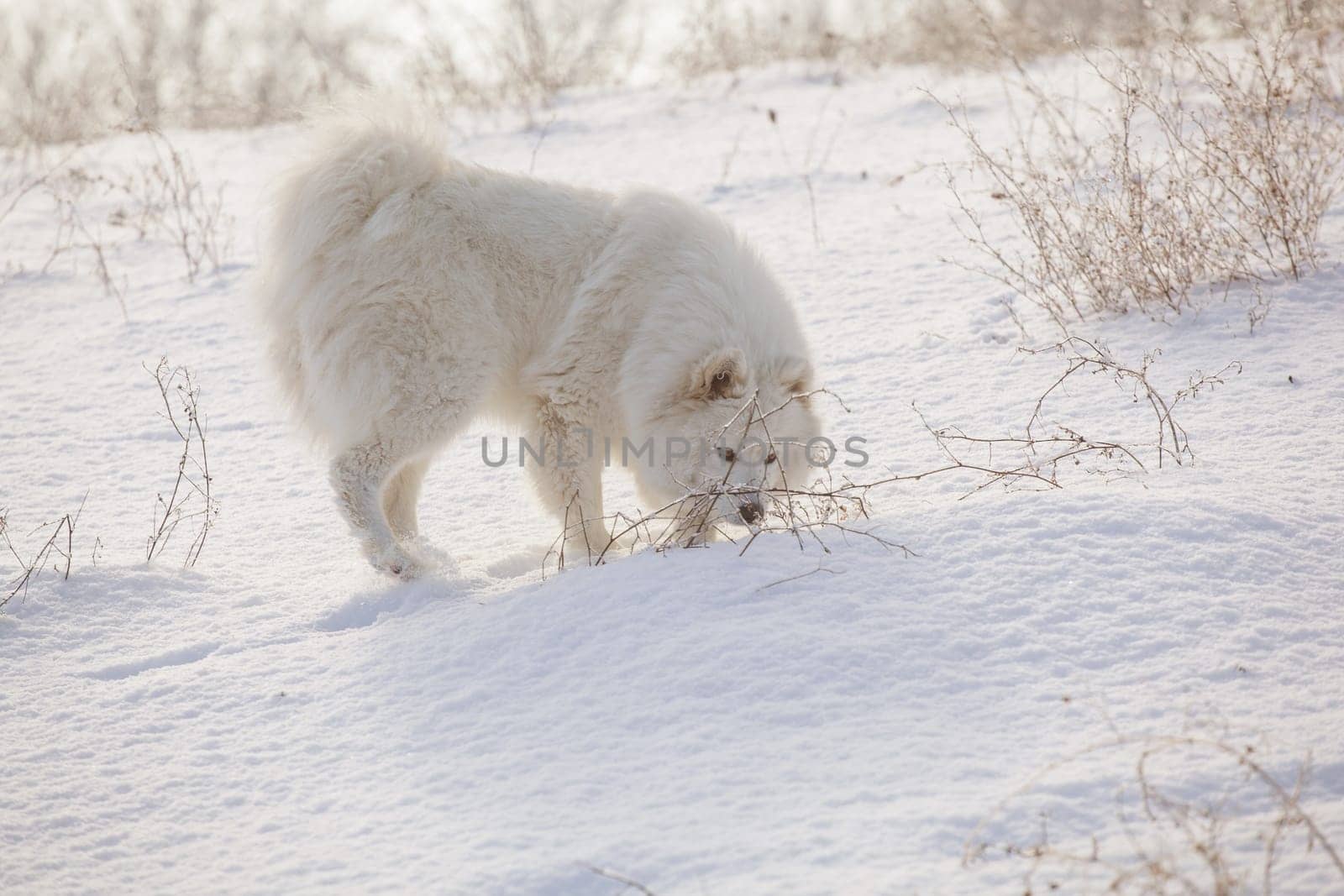 Samoyed white fur dog pet play on snow, winter outdoor