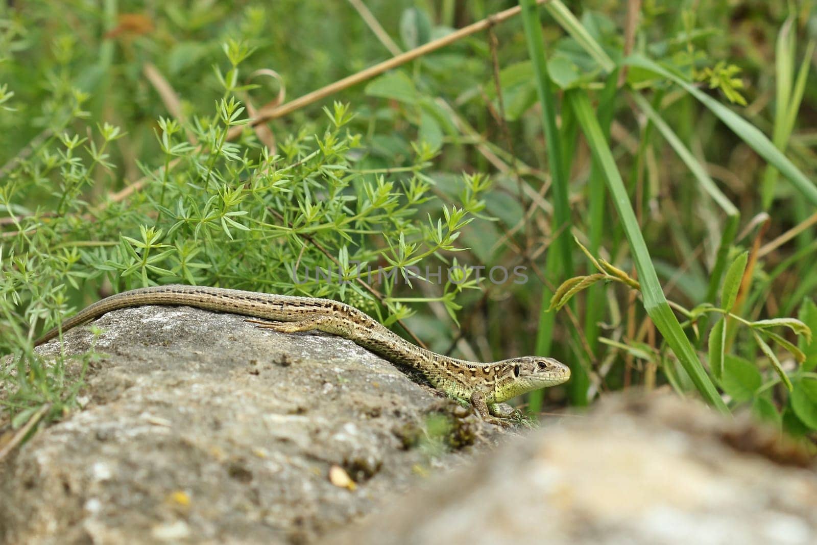 Male fence lizard (Lacerta agilis) on stone