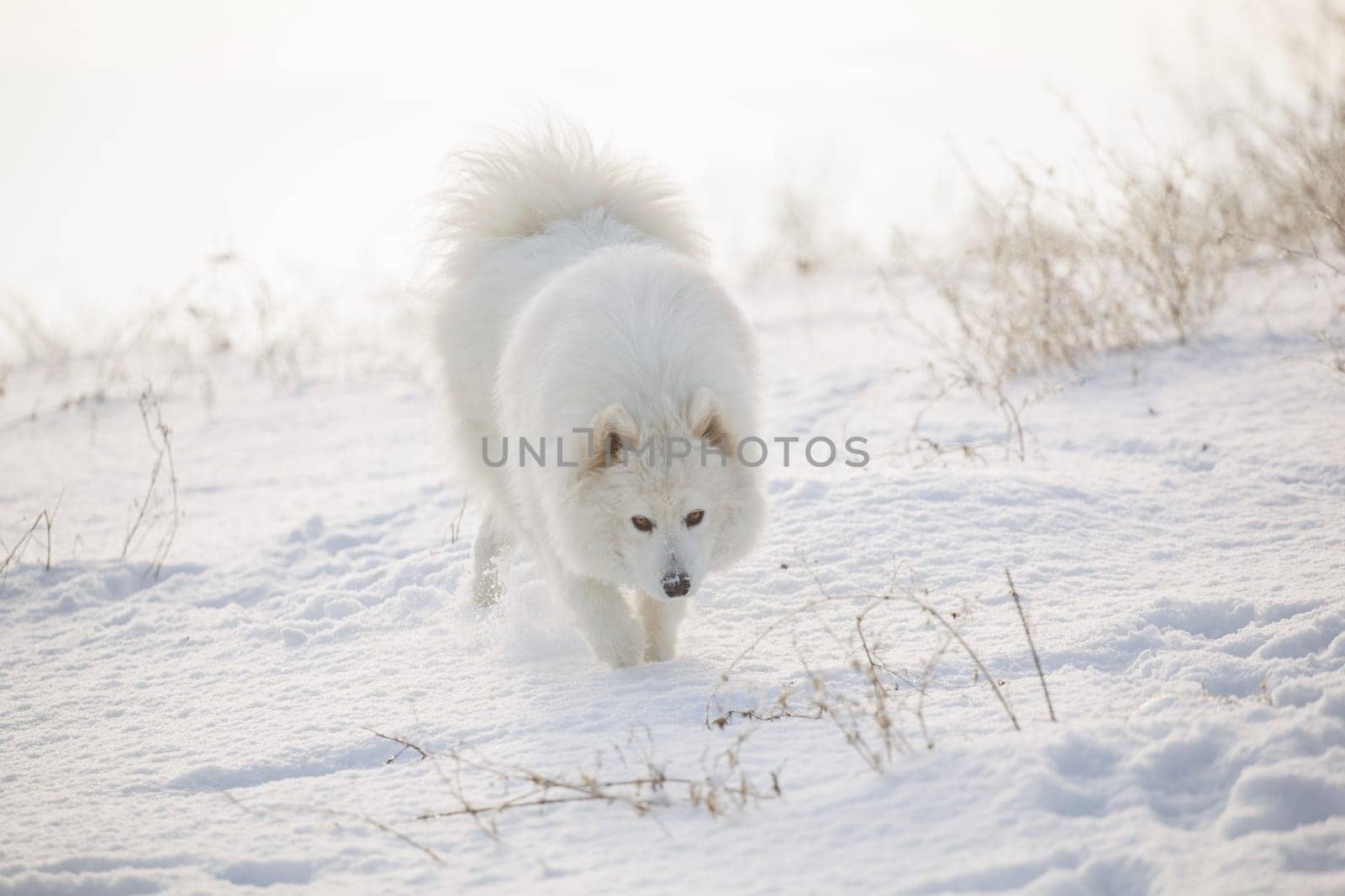 Samoyed white fur dog pet play on snow, winter outdoor