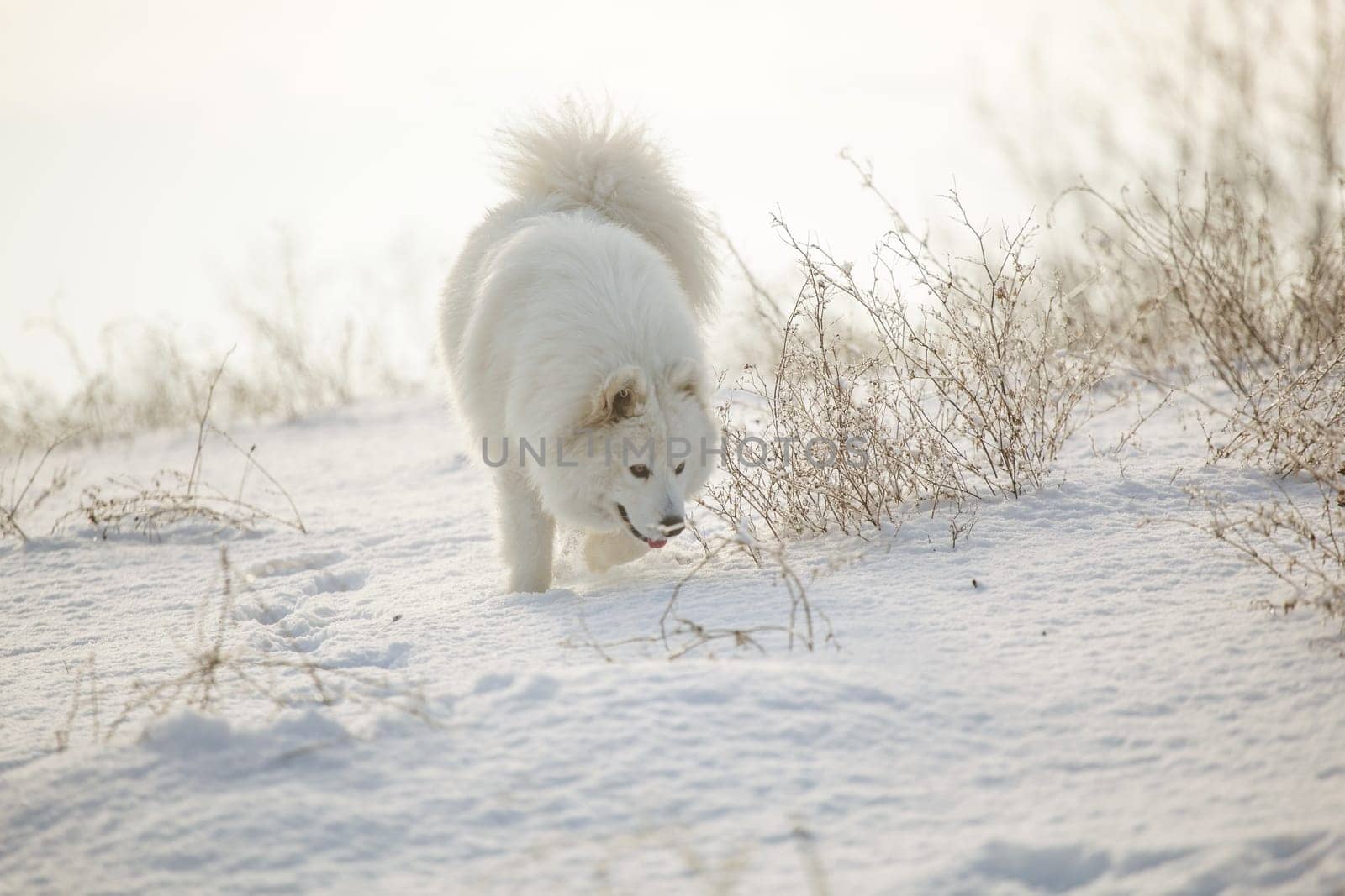 Samoyed white fur dog pet play on snow, winter outdoor