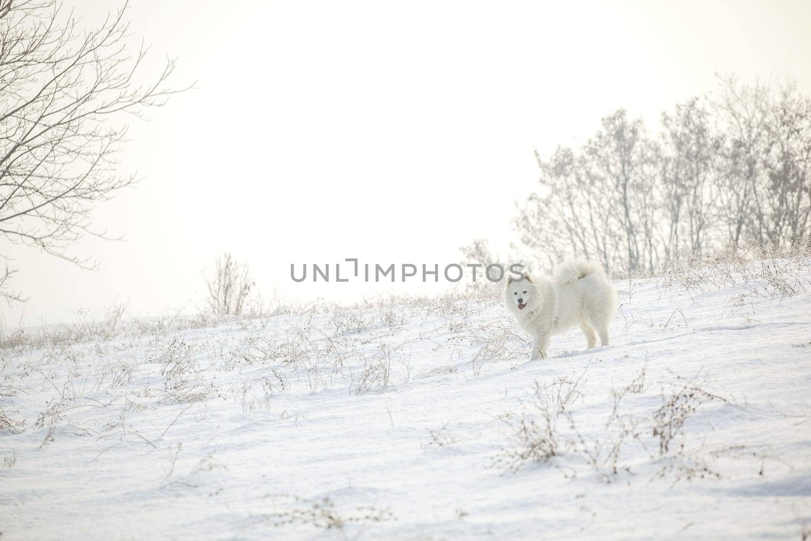 Samoyed white fur dog pet play on snow, winter outdoor