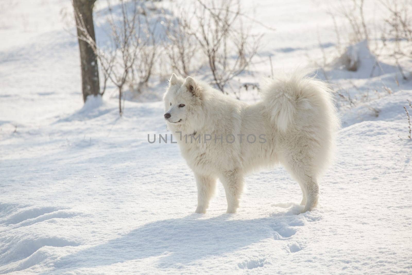 Samoyed white fur dog pet play on snow, winter outdoor