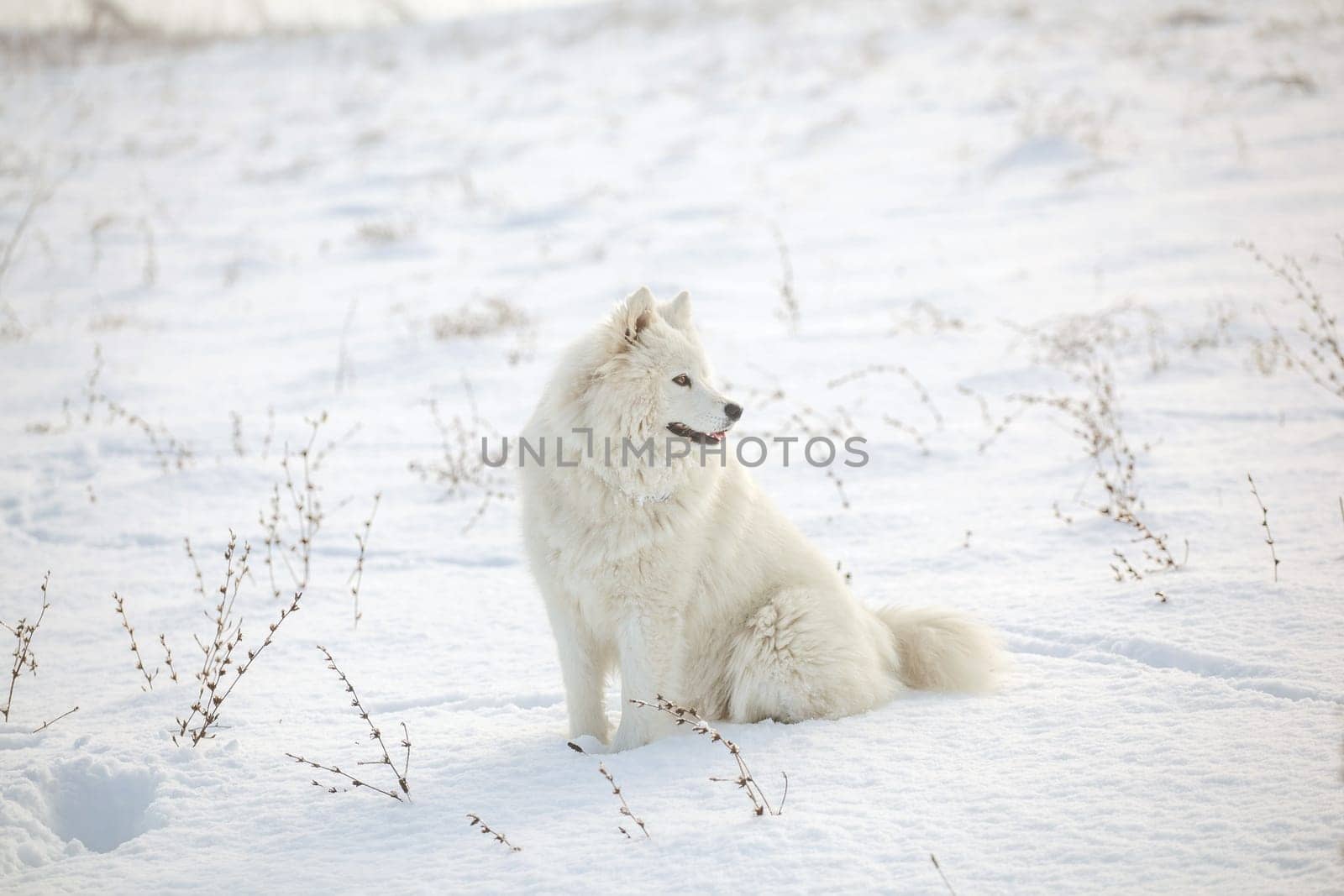 Samoyed white fur dog pet play on snow, winter outdoor