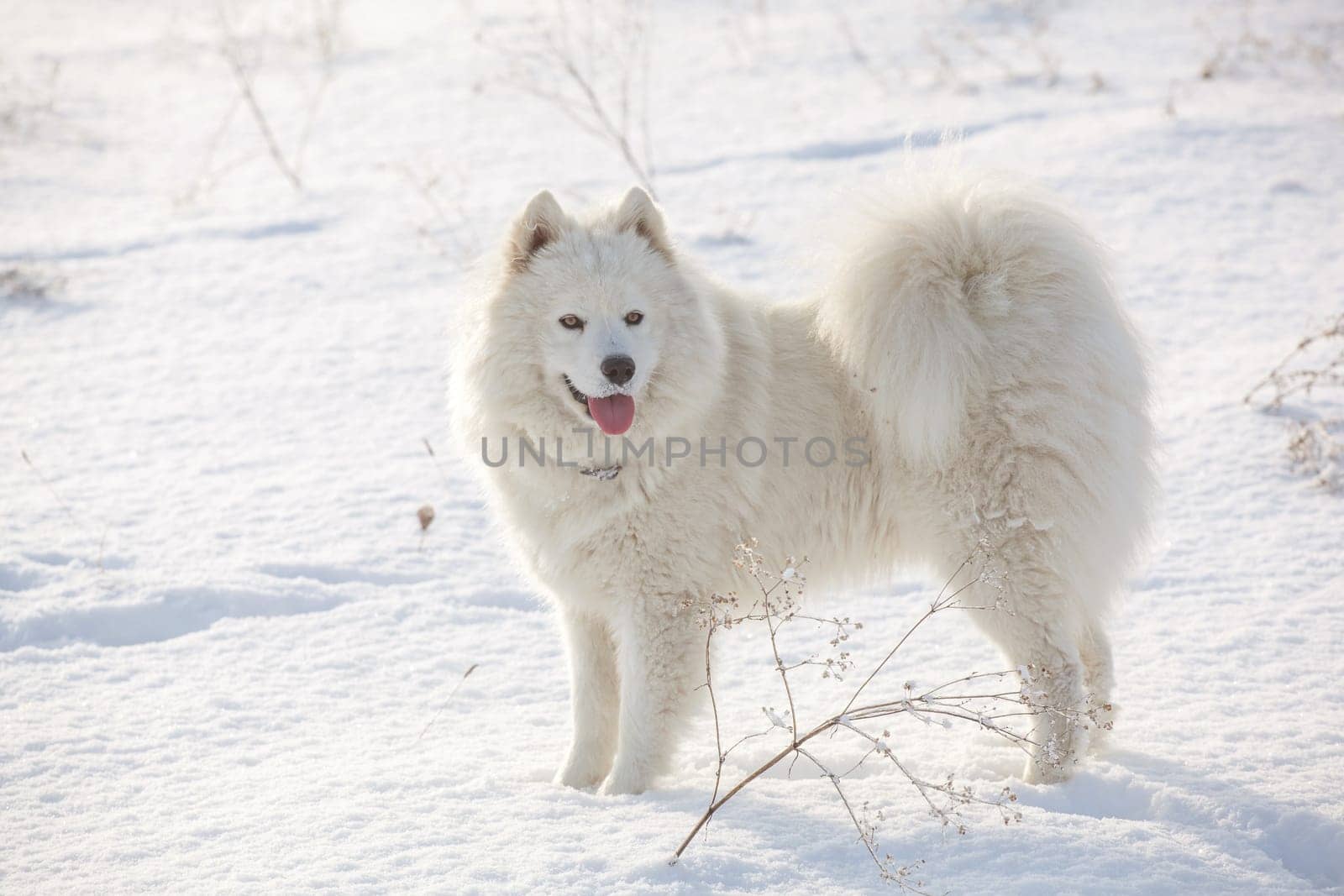 Samoyed white fur dog pet play on snow, winter outdoor