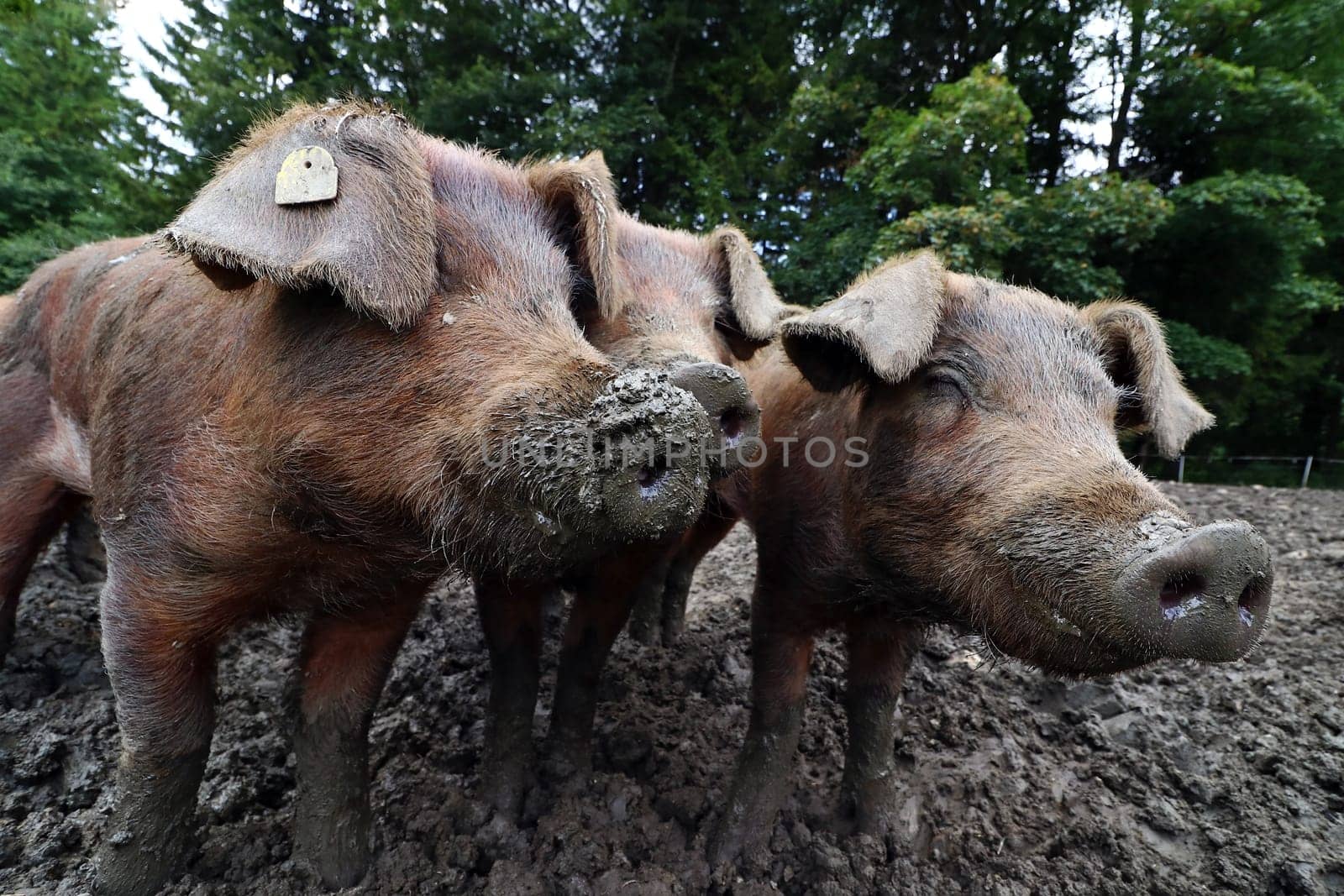 Young brown pigs in free range. Pigs feel comfortable in the mud