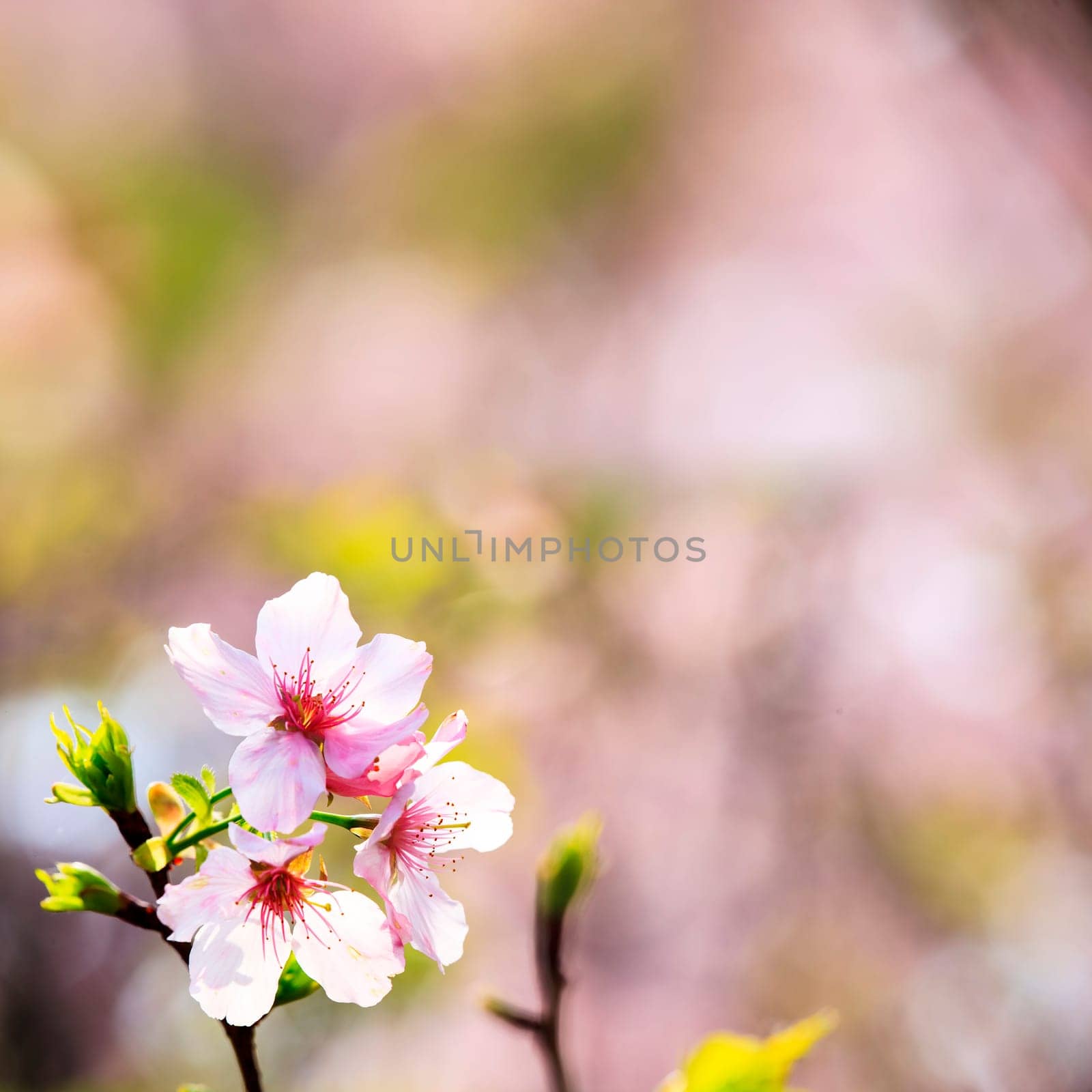 The beautiful realistic sakura japan cherry branch with blooming flowers