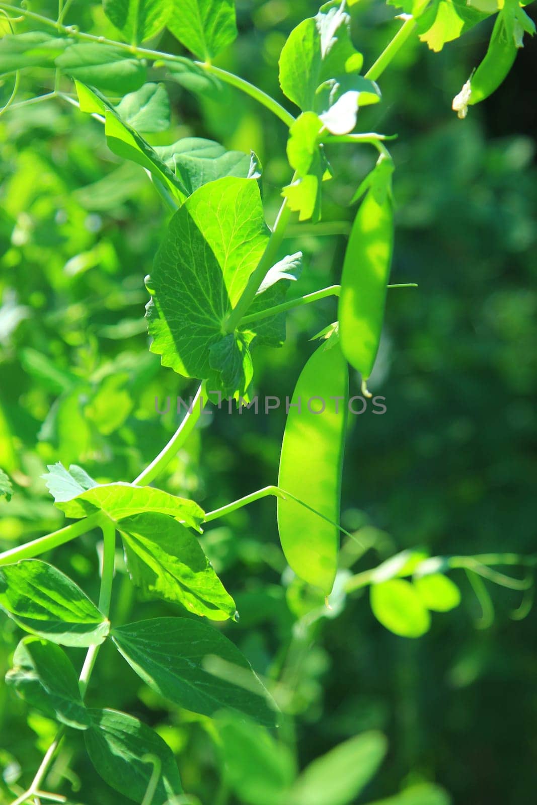 Sugar pea,sugar pod,kefe (Pisum sativum) plants with immature pods in the garden