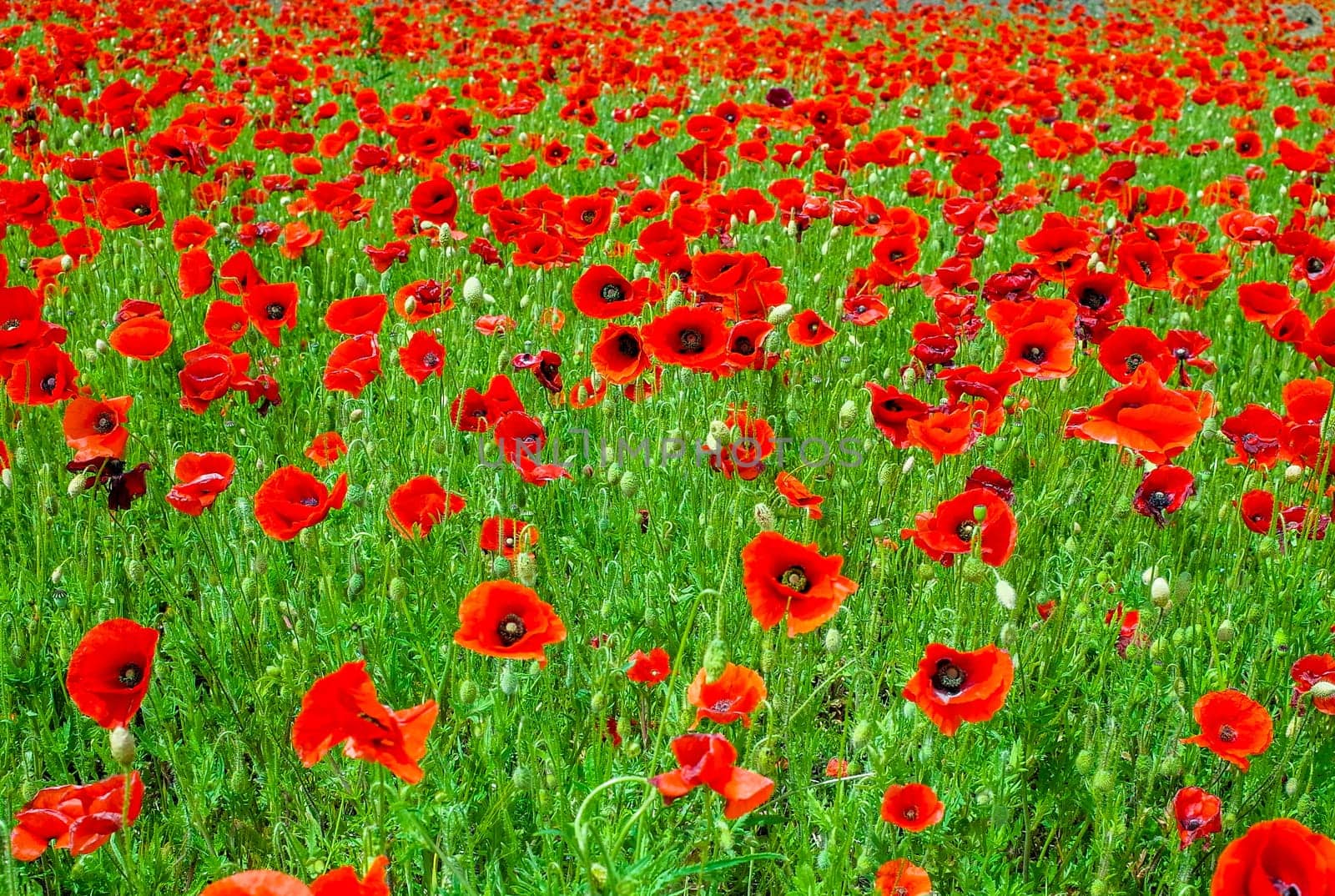 Field full of flowering poppies with their blood-red petals, Full frame
