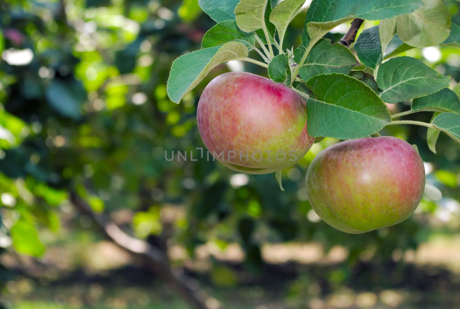 organic apple picking in tree paulared healthy organic fruit