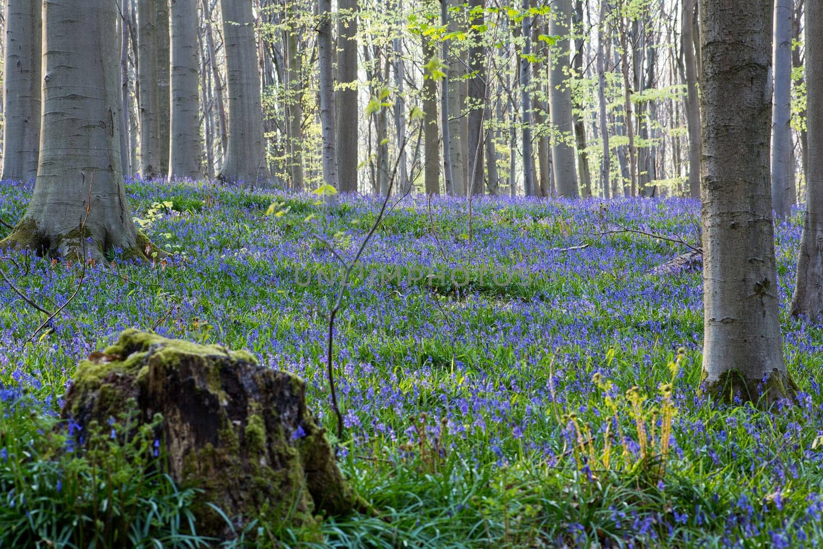 The bluebells flowers during springtime in Hallerbos, Halle, Belgium