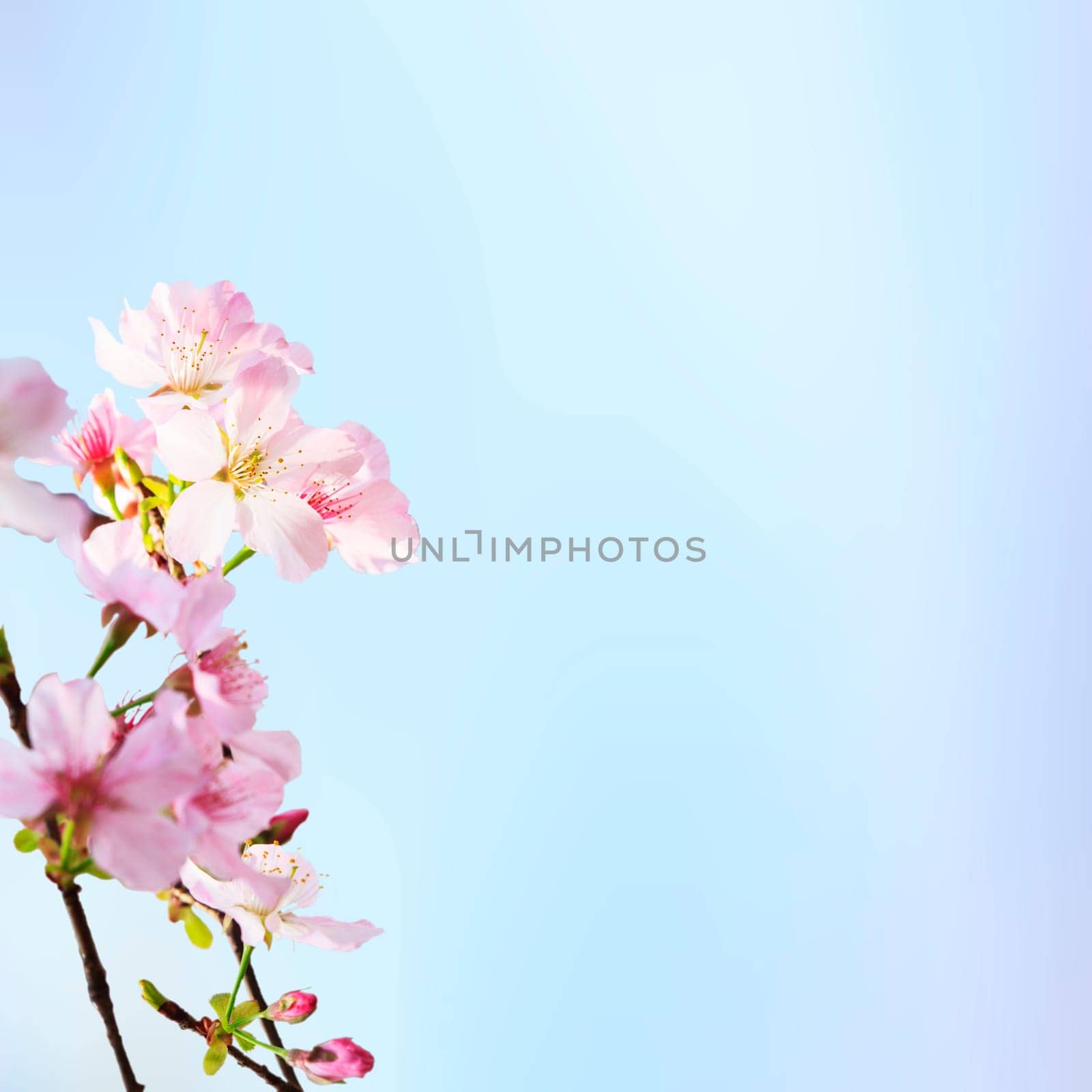 The realistic sakura cherry branch with blooming flowers with nice background color