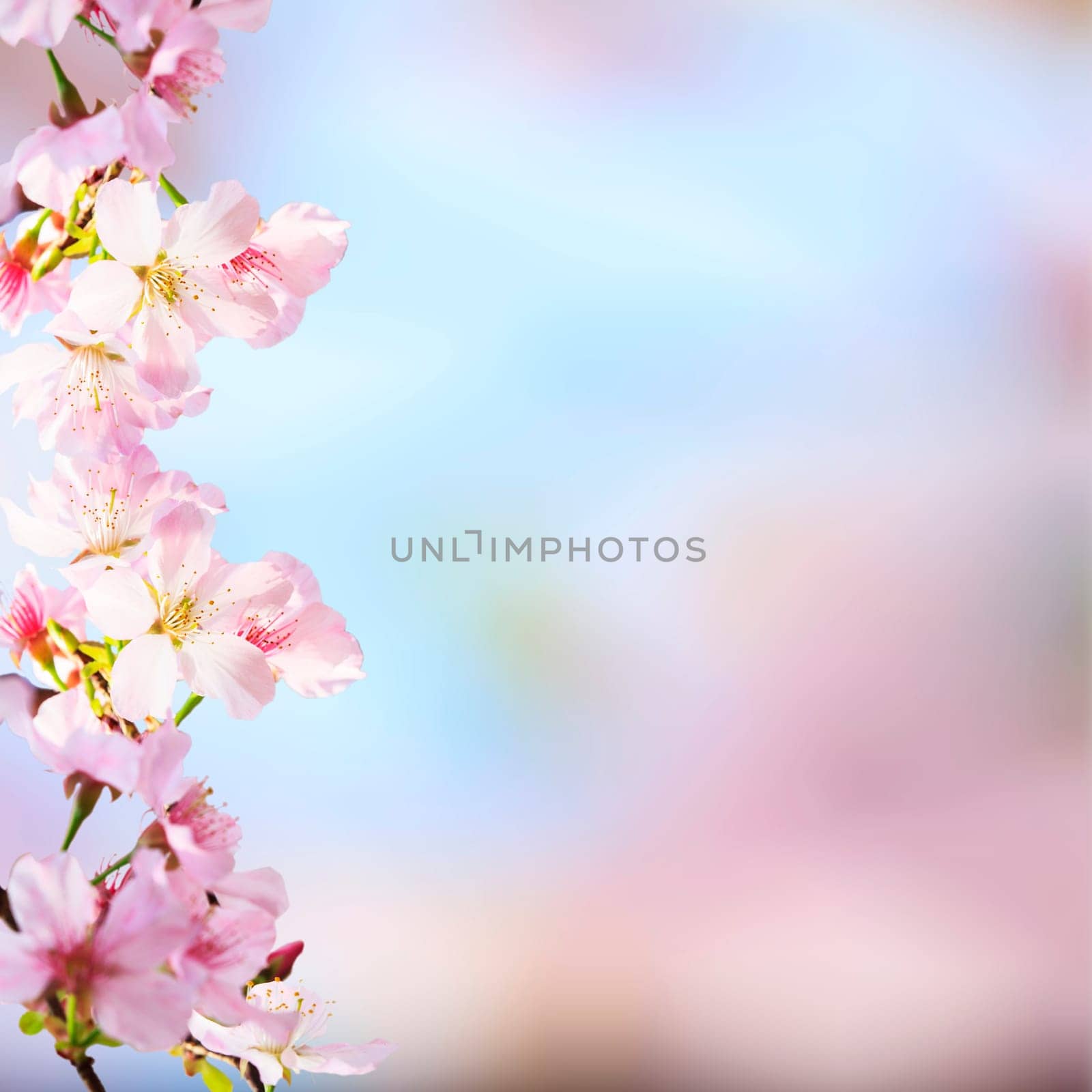 The realistic sakura cherry branch with blooming flowers with nice background color