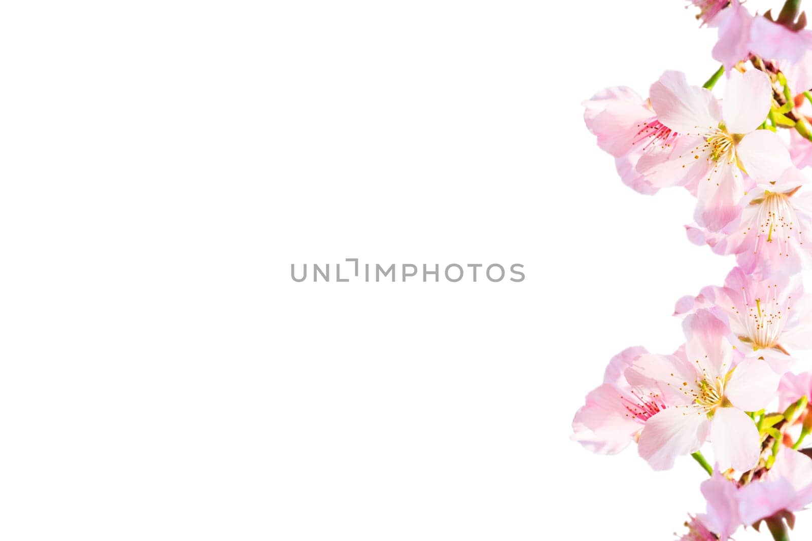The realistic sakura cherry branch with blooming flowers with nice background color